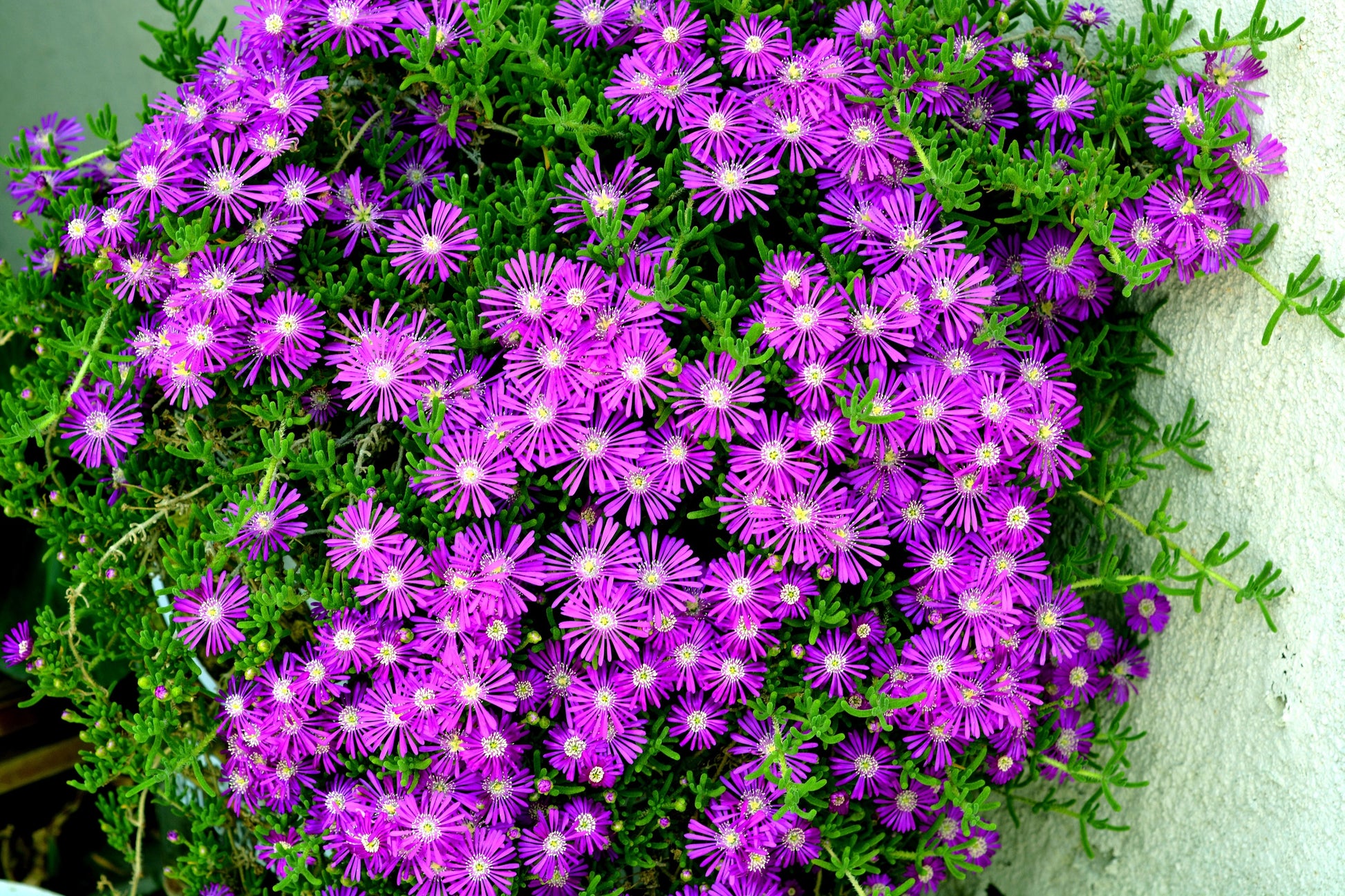 purple ice plant seeds 25 STARDUST ICE PLANT Mesembryanthemum Delosperma Floribunda Perennial Purple & White Flower Seeds