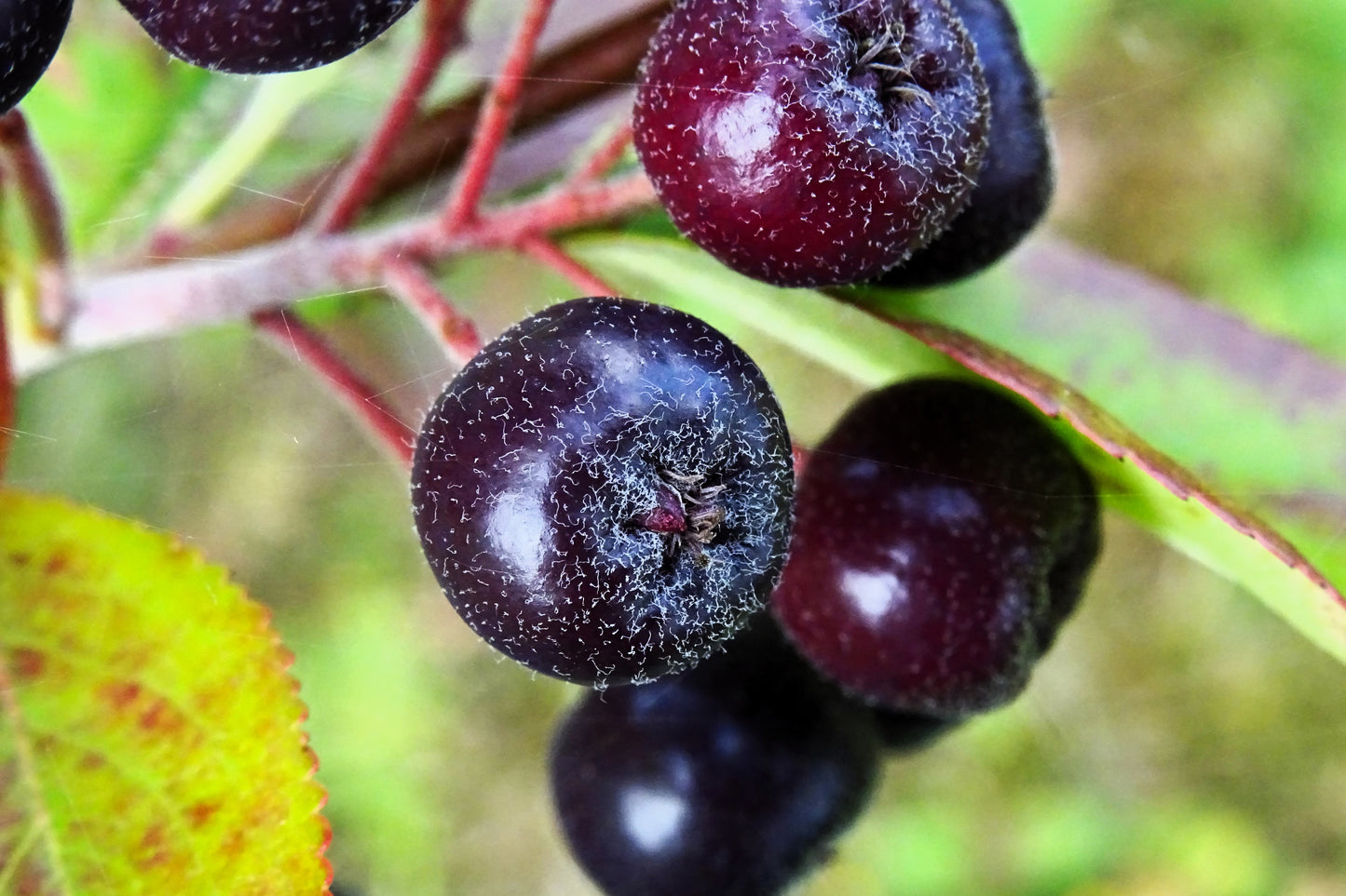 30 PURPLE CHOKEBERRY Aronia Prunifolia White Flower Fruit Shrub Seeds