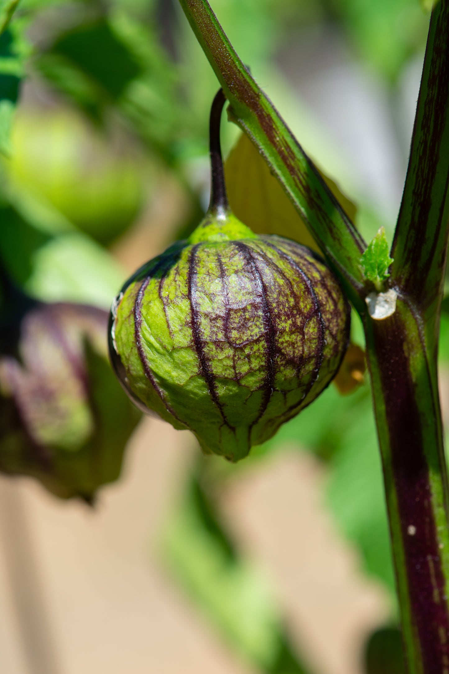 50 PURPLE TOMATILLO Husk Tomato Physalis Ixocarpa Fruit Vegetable Seeds