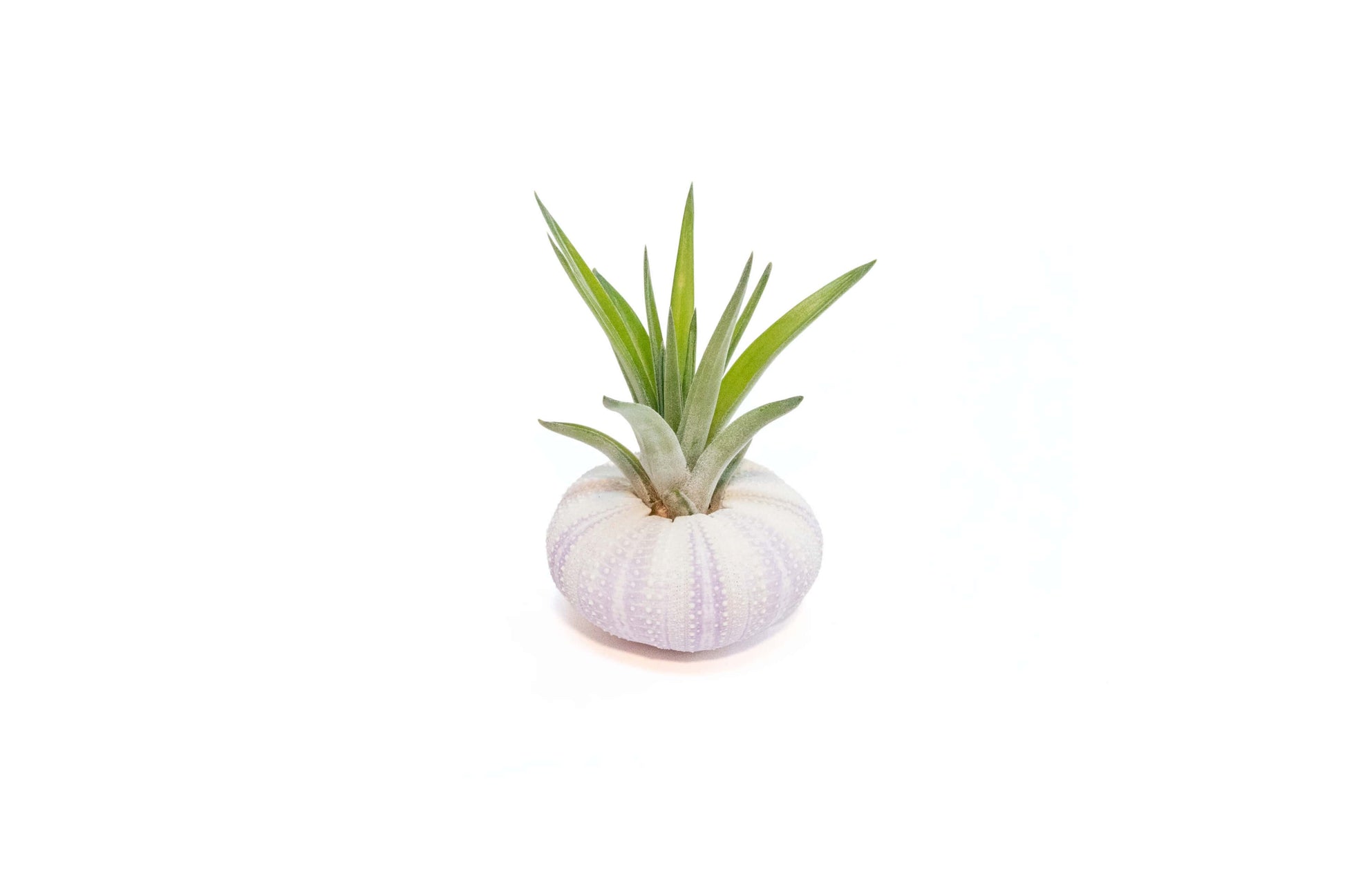 sea urchin air plant Purple Urchin with Tillandsia Air Plant – Seedville USA