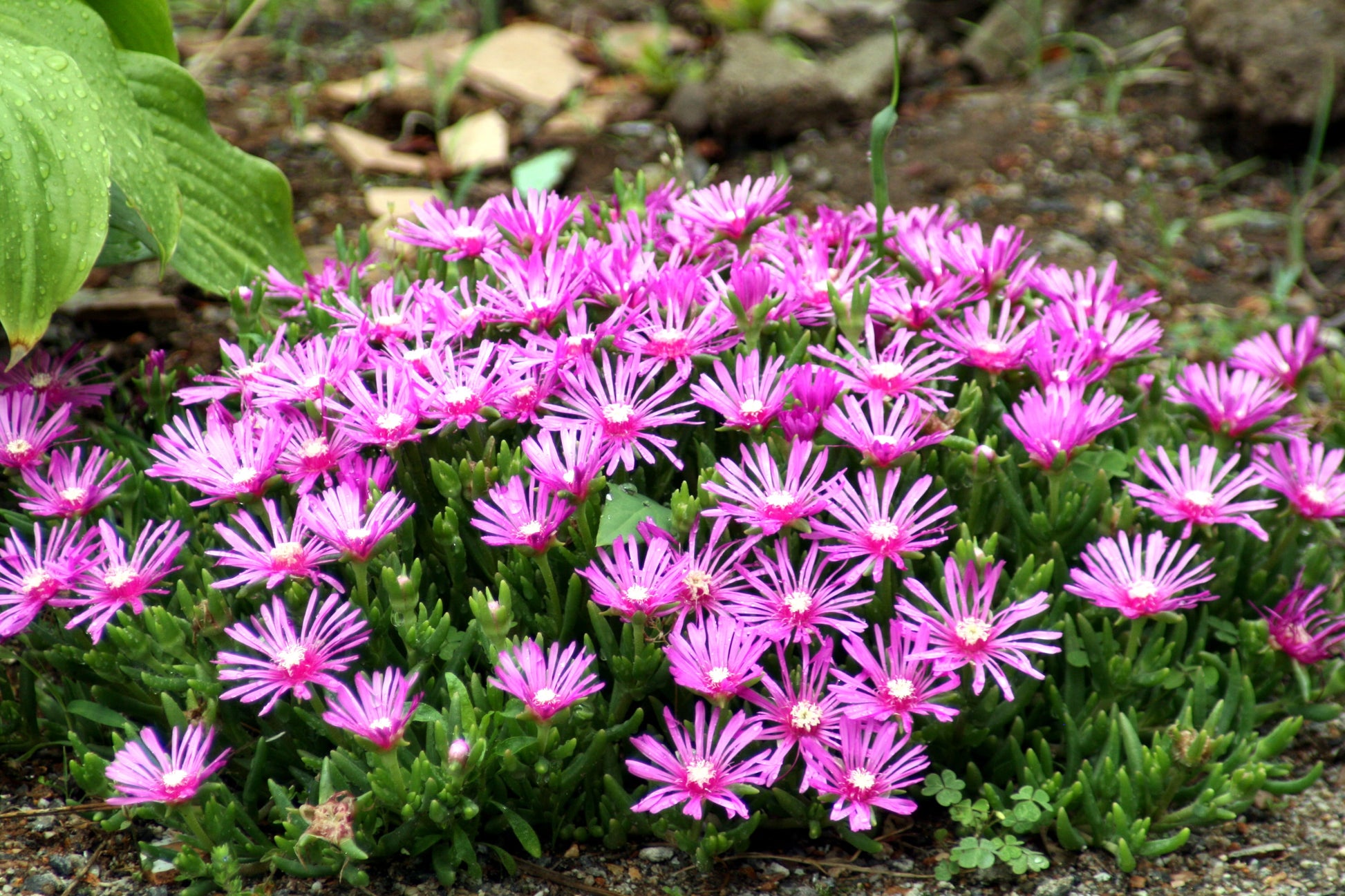 ice plant seeds perennial 25 STARDUST ICE PLANT Mesembryanthemum Delosperma Floribunda Perennial Purple & White Flower Seeds