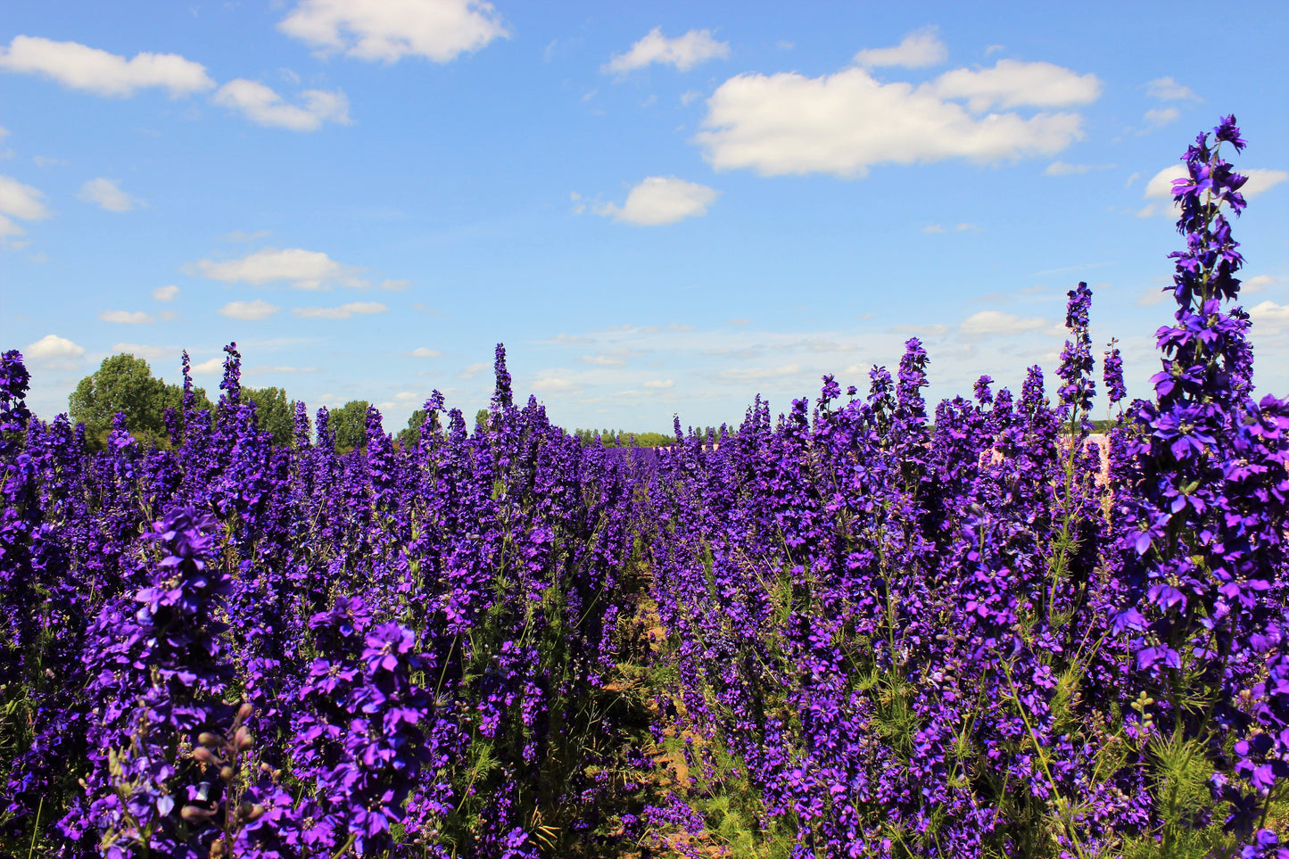 50 BLACK KNIGHT DELPHINIUM Elatum Cultorum Pacific Giant Larkspur Perennial Flower Seeds