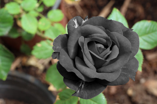 5 BLACK ROSE Rosa Bush Shrub Perennial Flower Seeds