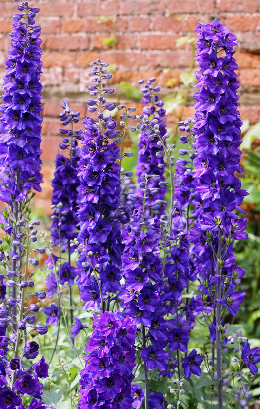 50 BLACK KNIGHT DELPHINIUM Elatum Cultorum Pacific Giant Larkspur Perennial Flower Seeds