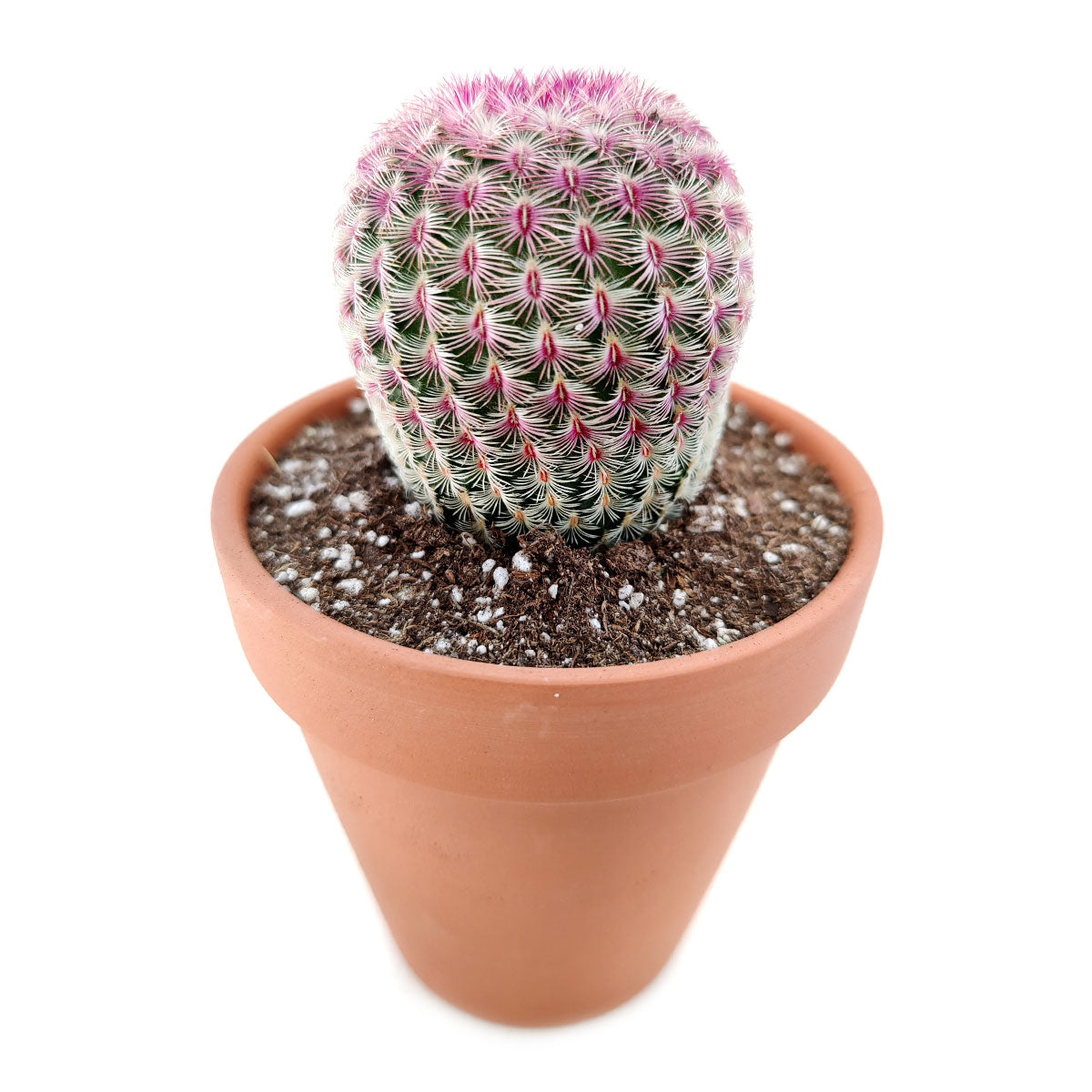 Rainbow Hedgehog Cactus