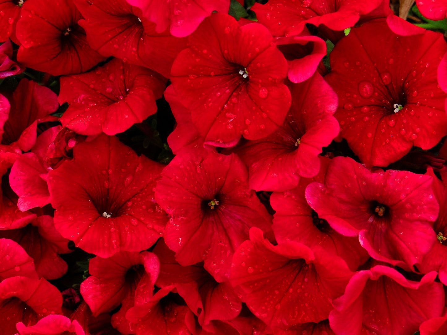 500 Fire Chief RED PETUNIA Nana Compacta Sun Annual AAS Winner Fragrant Hummingbird Flower Seeds