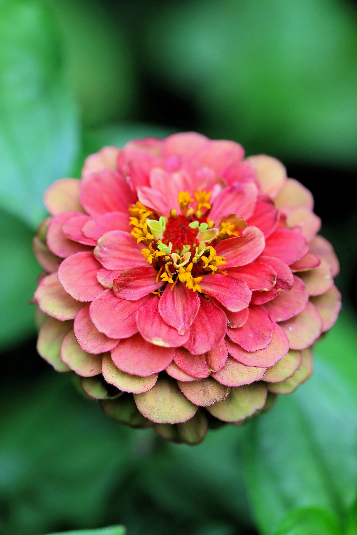 25 RED LIME QUEENY ZINNIA Elegans Green Queen Flower Seeds