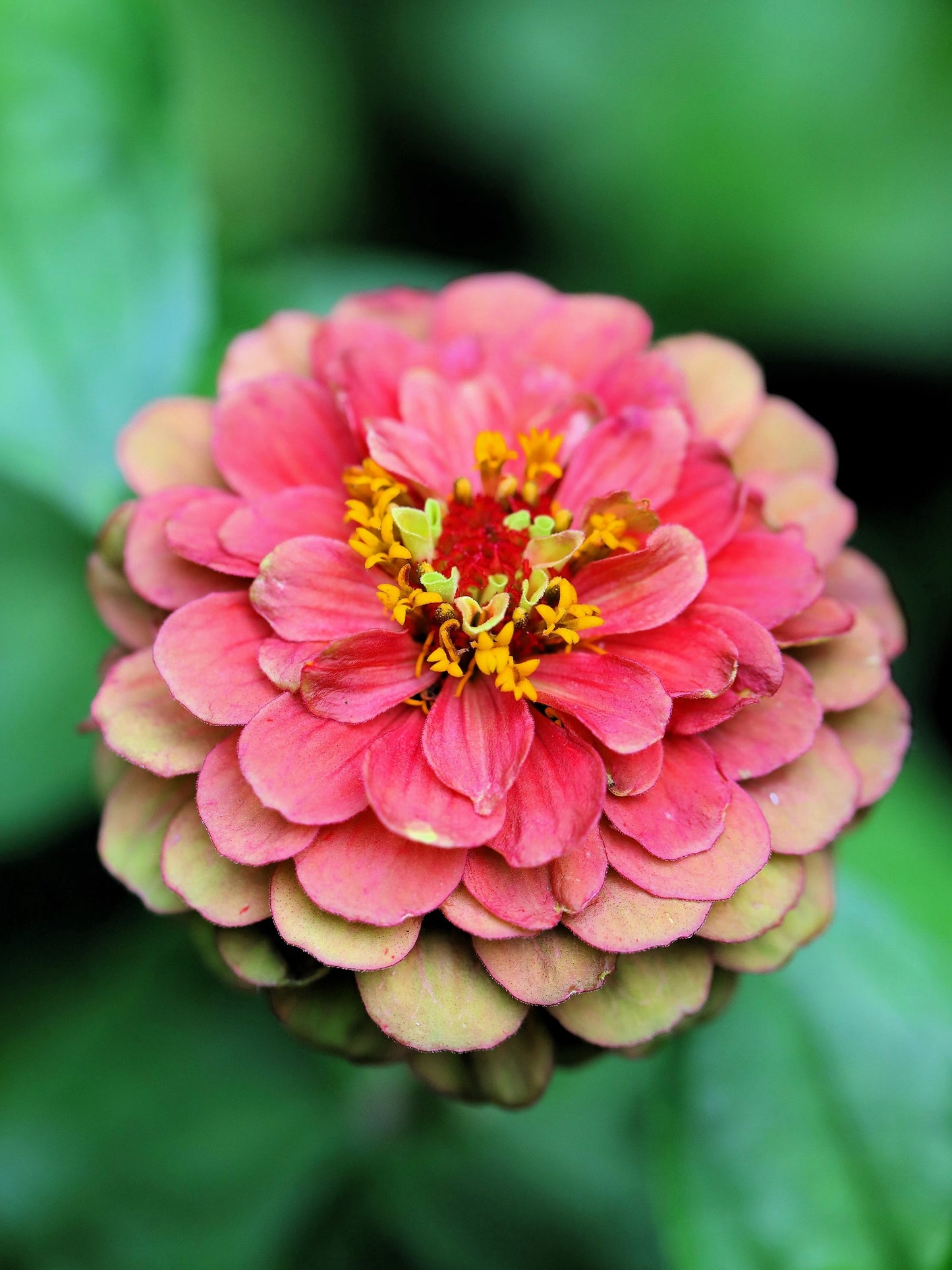 25 RED LIME QUEENY ZINNIA Elegans Green Queen Flower Seeds