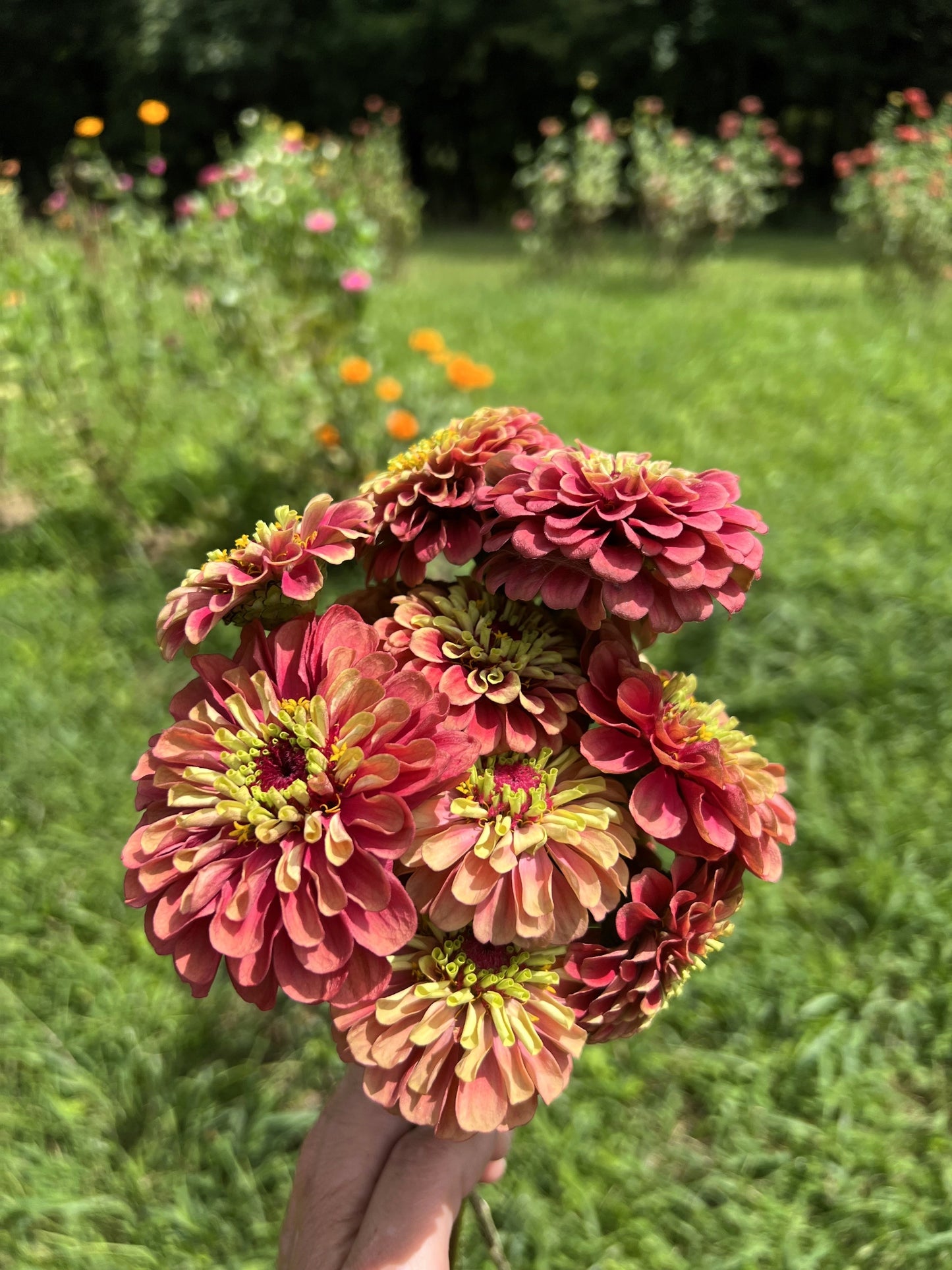 20 Organic QUEENY LIME MIX ZINNIA Elegans Mixed Colors Red Orange Yellow Pink Green Queen Flower Seeds