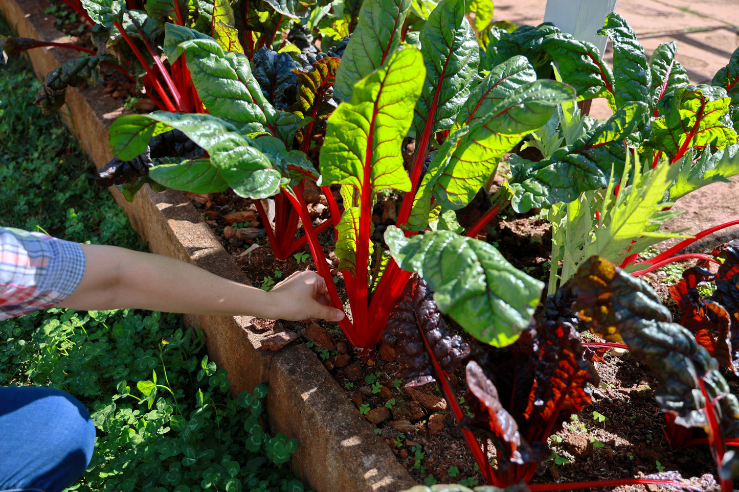 300 RHUBARB RED SWISS CHARD Perpetual Spinach Beta Vulgaris Vegetable Seeds