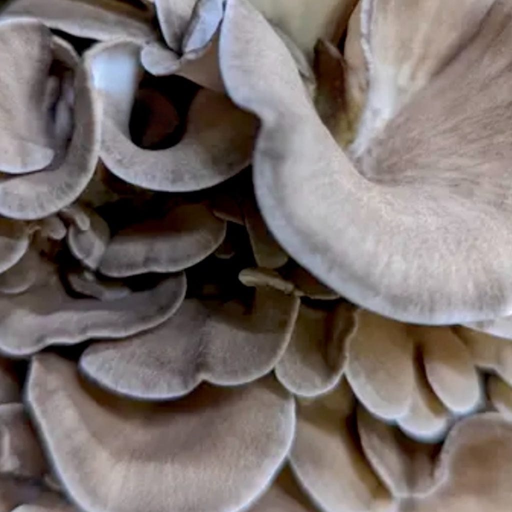 Organic Hen of the Woods (Maitake) Mushroom Sawdust Spawn