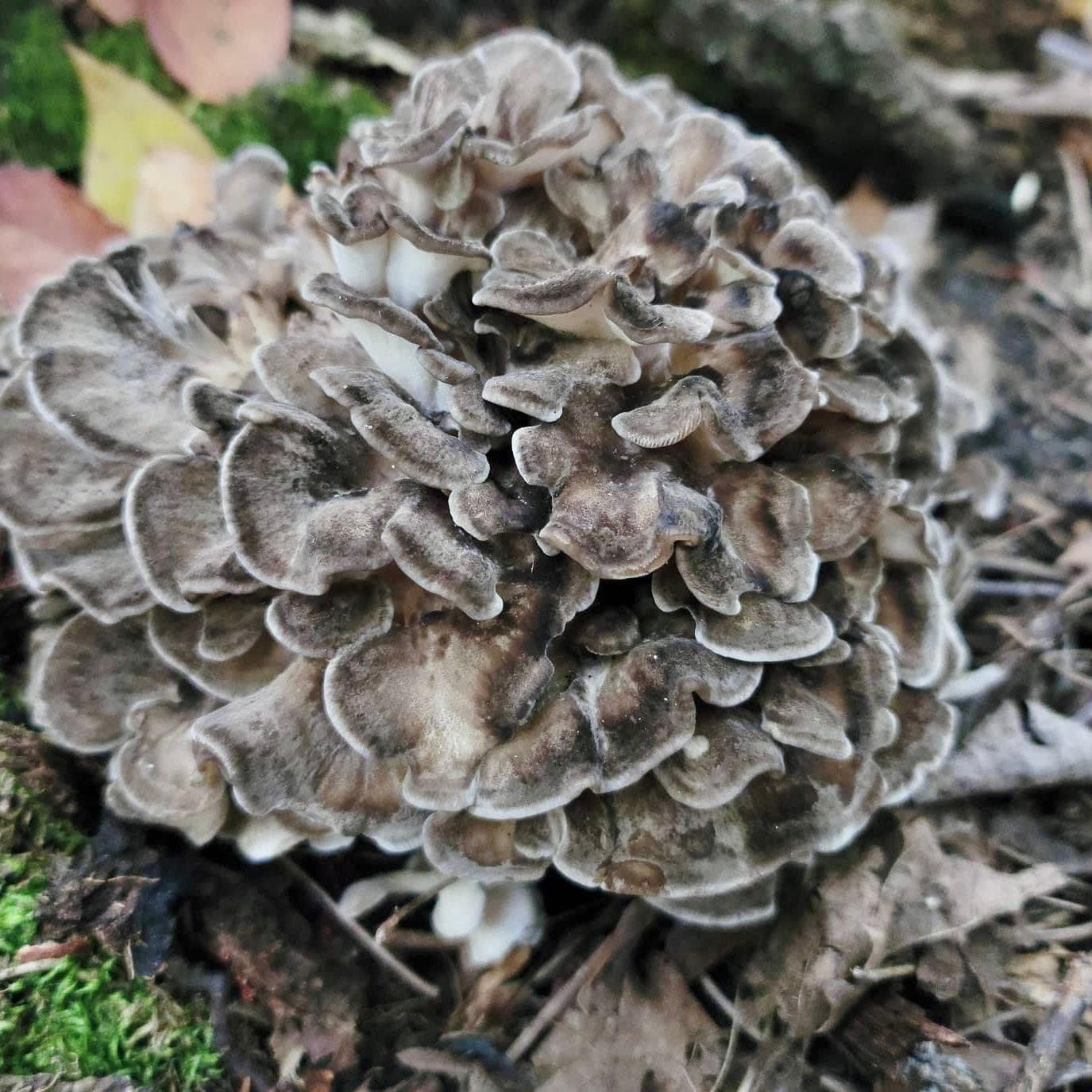 Organic Hen of the Woods (Maitake) Mushroom Sawdust Spawn