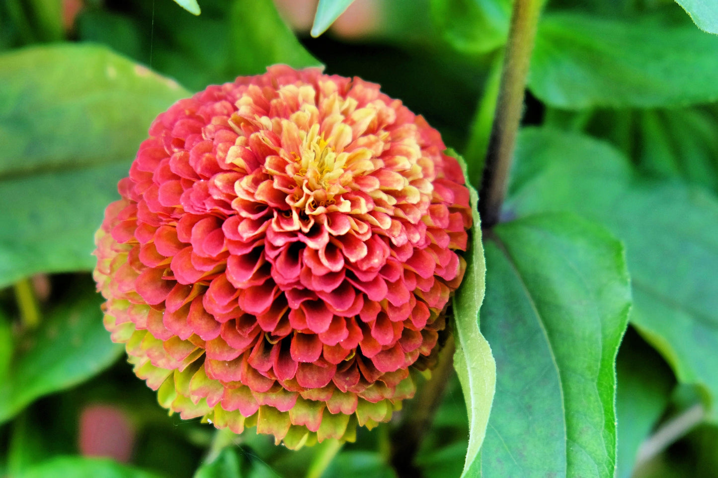 25 RED LIME QUEENY ZINNIA Elegans Green Queen Flower Seeds