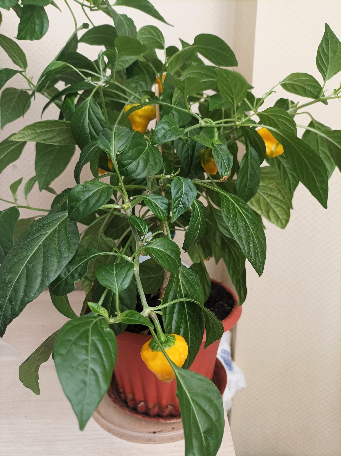 40 Yellow SCOTCH BONNET PEPPER very hot Jamaican Capsicum Chinense Vegetable Seeds