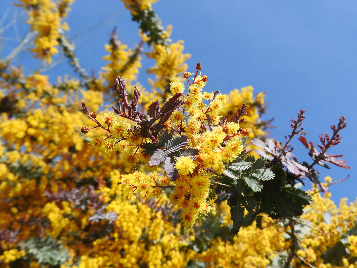 10 PURPLE ACACIA Baileyana Purpurea Fernleaf Mimosa Cootamundra Wattle Tree Yellow Flower Seeds