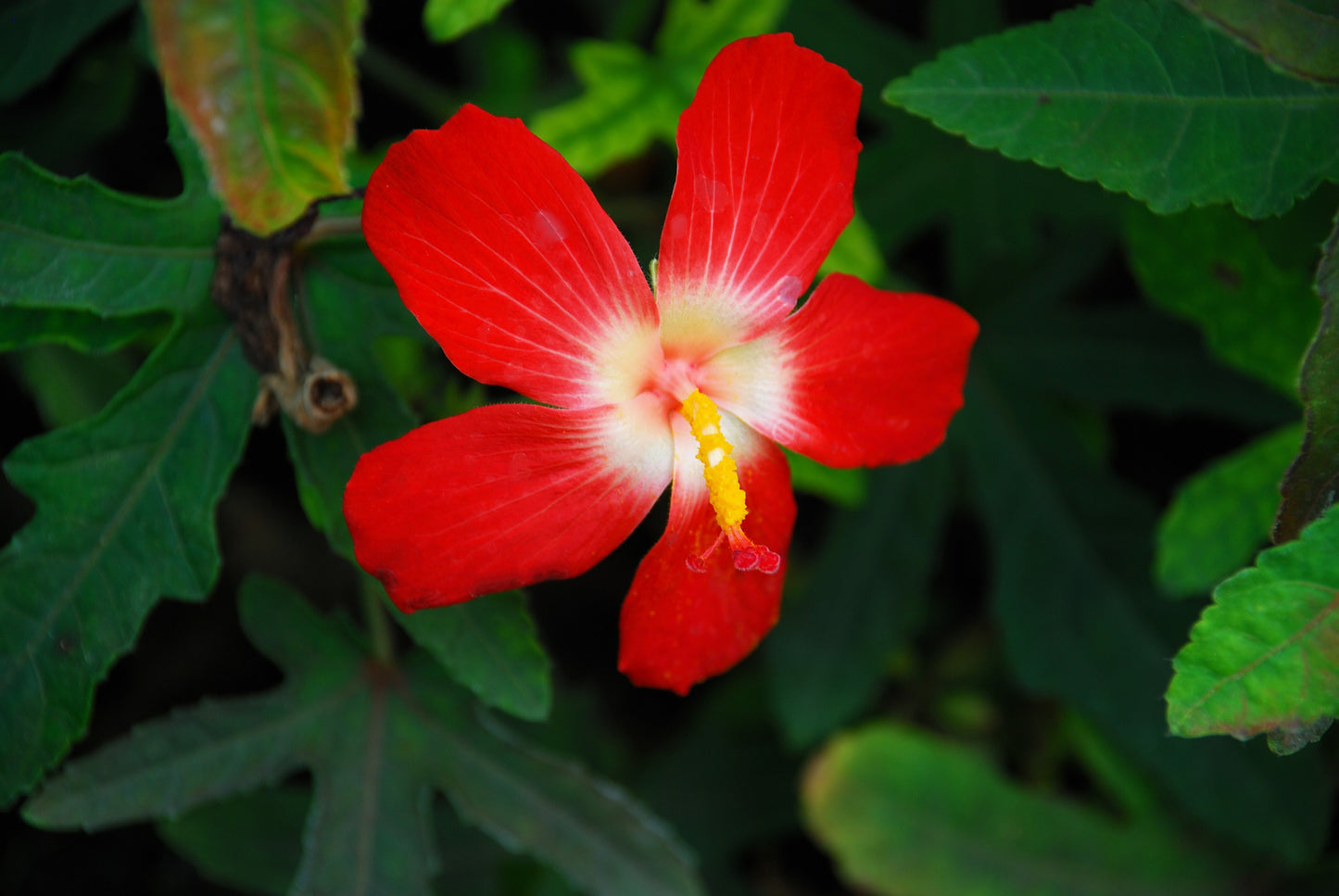 40 AMBRETTE / MUSK MALLOW Hibiscus Abelmoschus Moschatus Flower Seeds