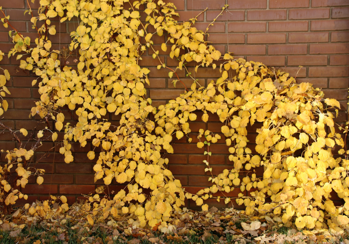 50 CLIMBING HYDRANGEA Anomala Petiolaris Vine Flower Seeds