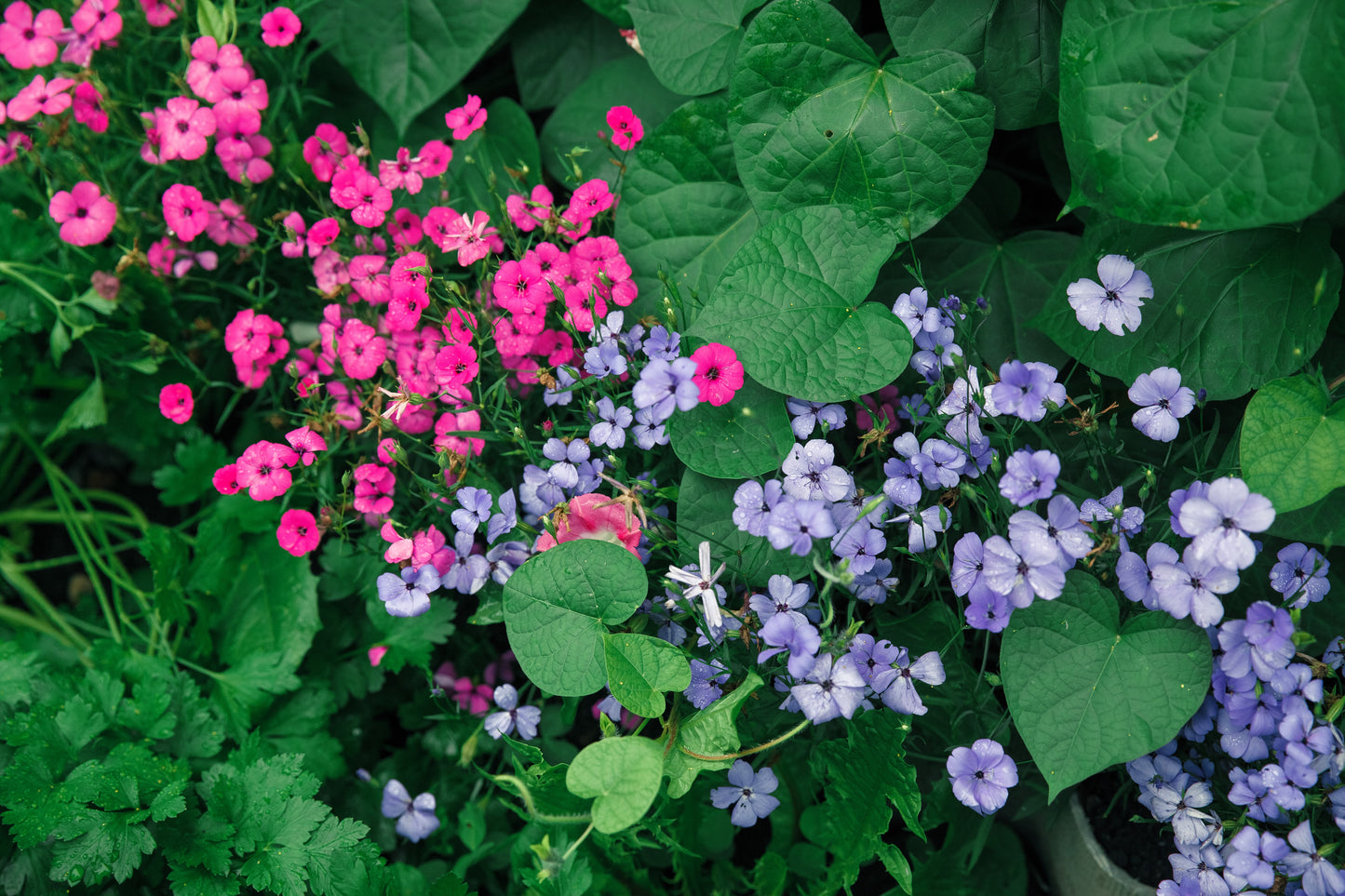 500 Oculata MIXED COLORS VISCARIA (Rose of Heaven / Rose Angel) Silene Coeli-Rosa Flower Seeds