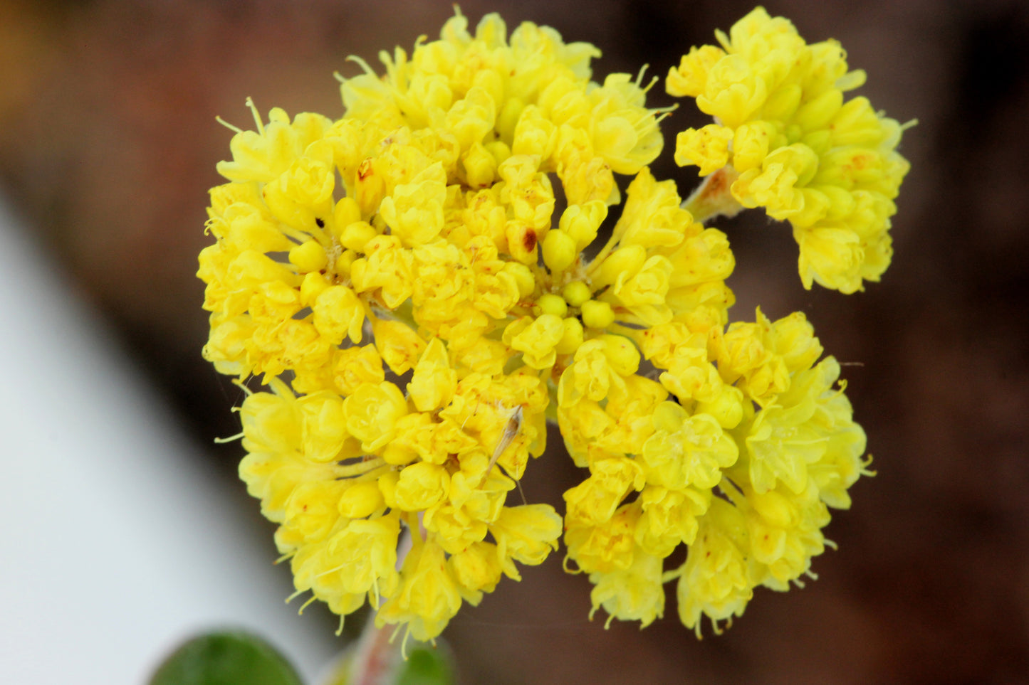 20 YELLOW SAND VERBENA Coastal Abronia Latifolia Arenaria Flower Seeds