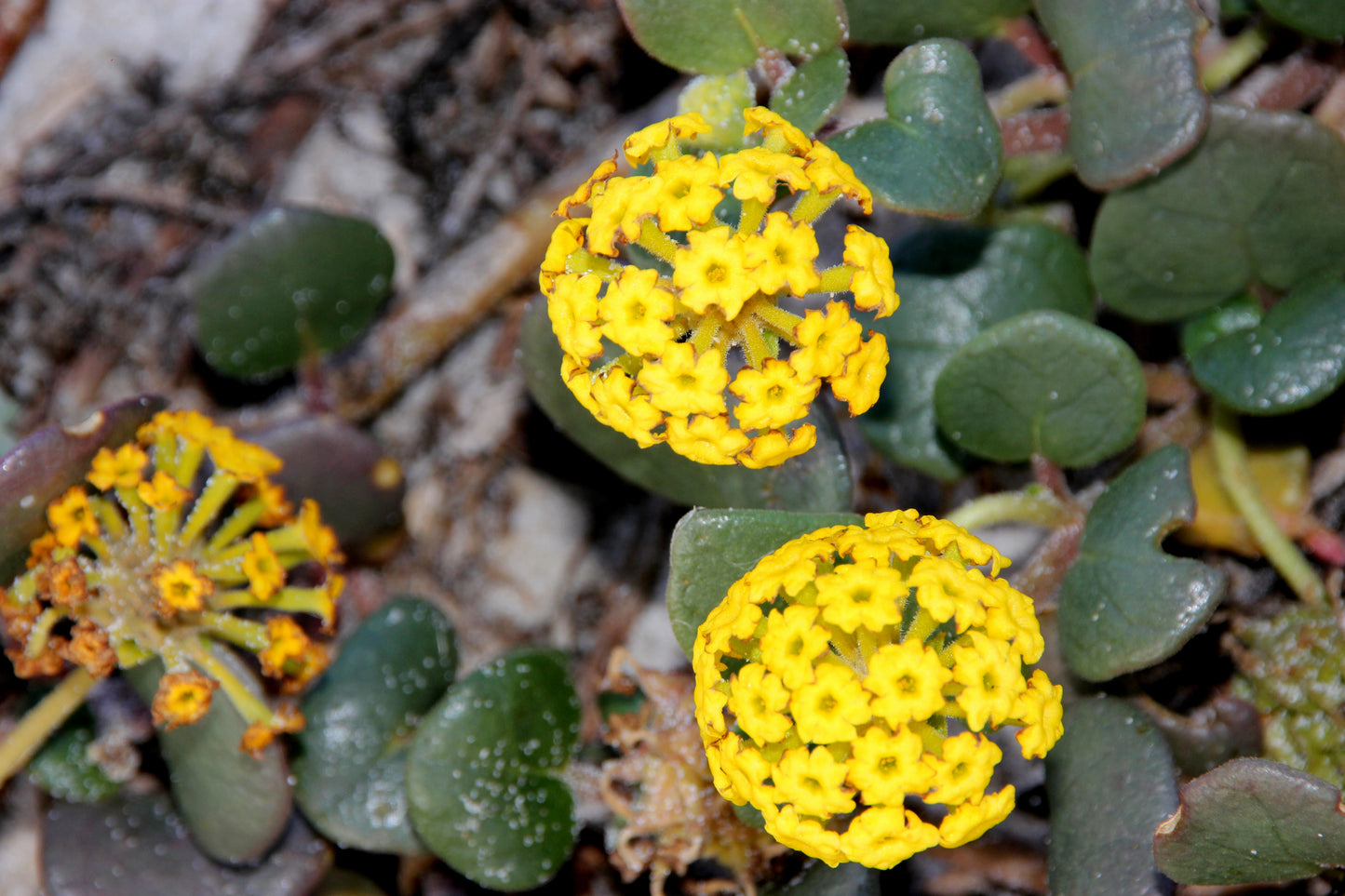 20 YELLOW SAND VERBENA Coastal Abronia Latifolia Arenaria Flower Seeds