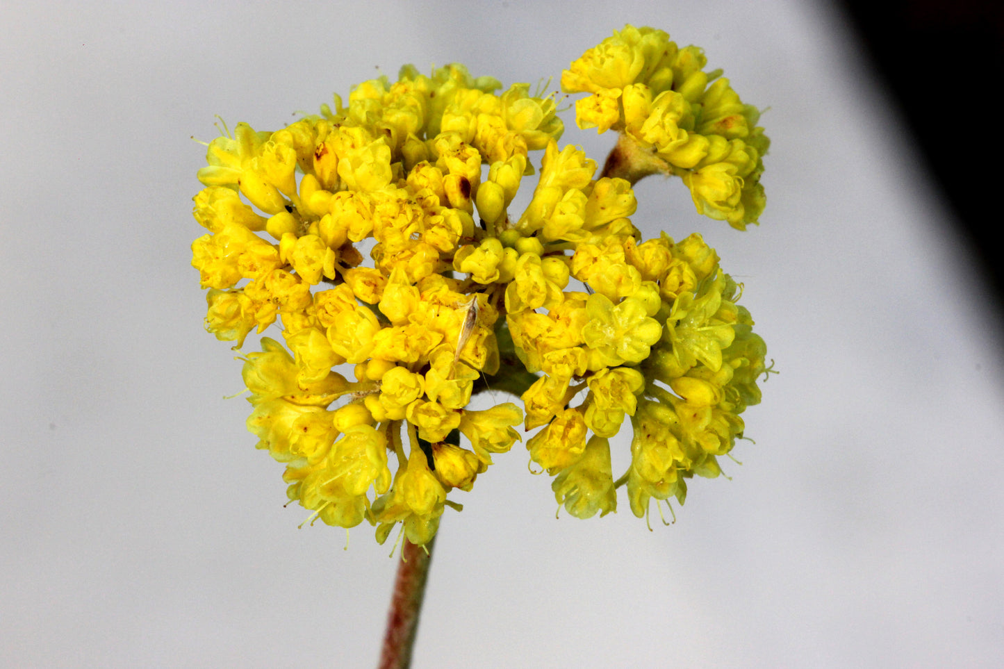 20 YELLOW SAND VERBENA Coastal Abronia Latifolia Arenaria Flower Seeds