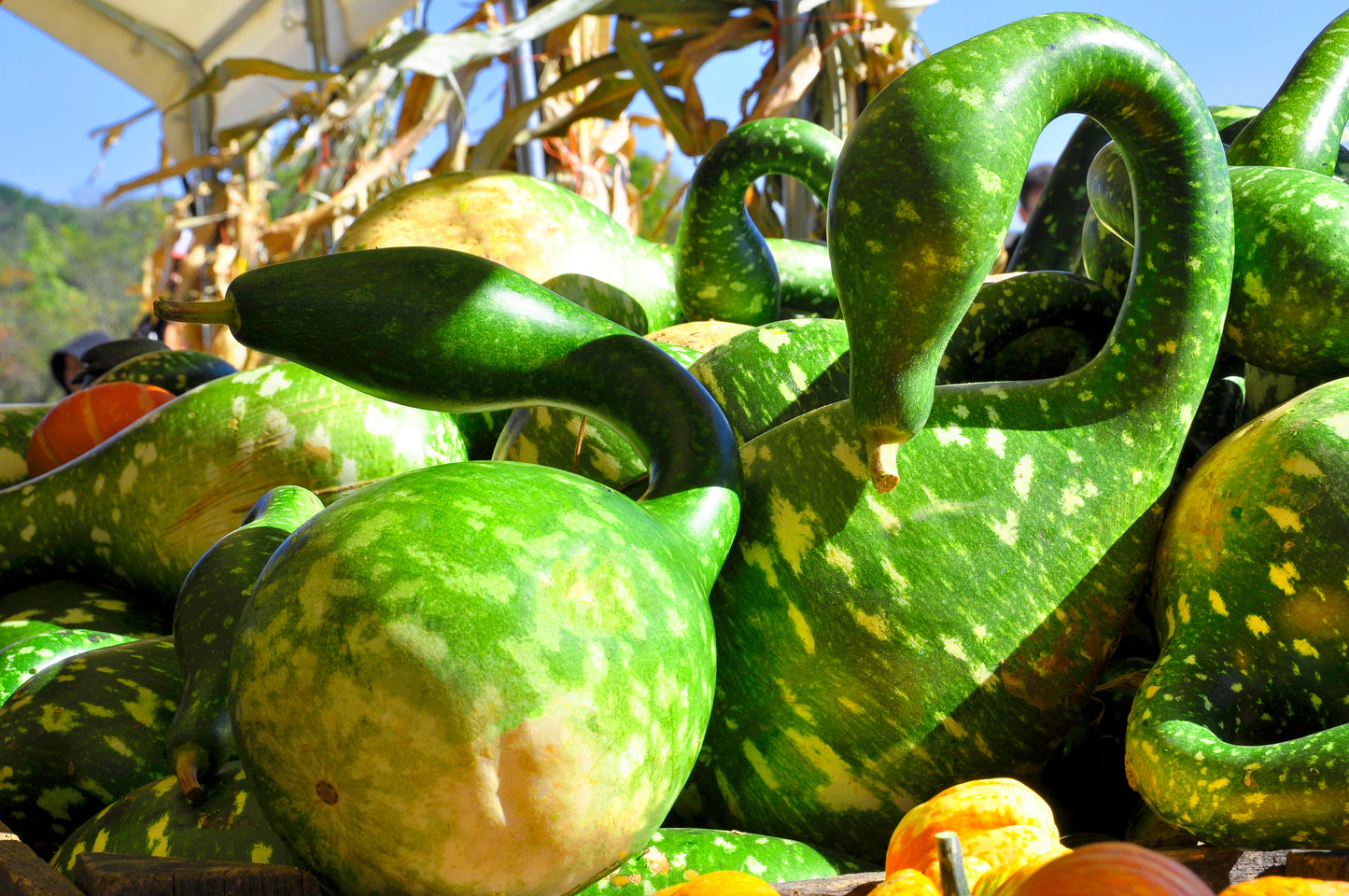 15 GOOSENECK / Bottle / SWAN GOURD Lagenaria Siceraria Vine Seeds