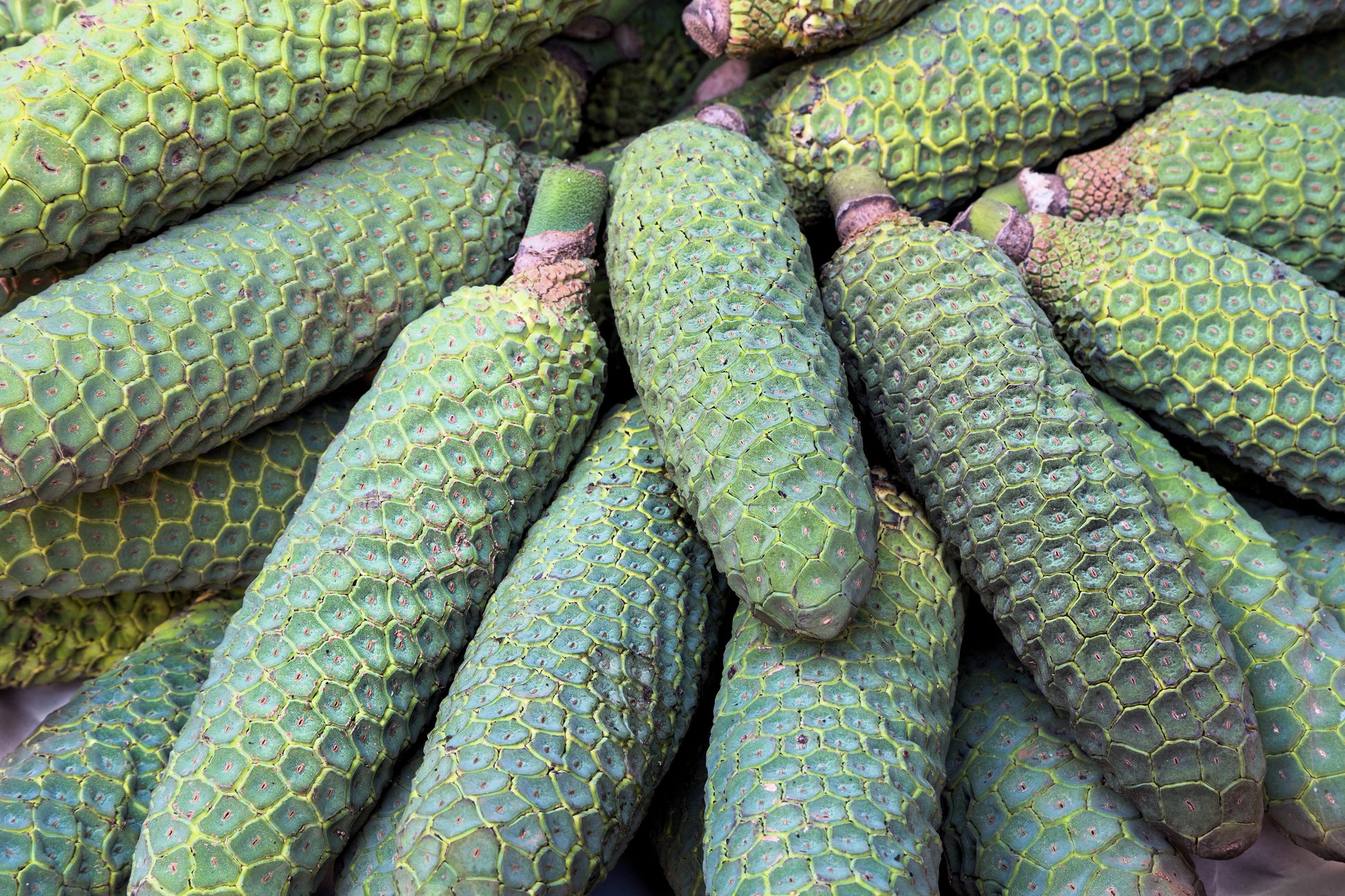 monstera deliciosa fruit purchase 5 Organic SPLIT LEAF PHILODENDRON Monstera Deliciosa Swiss Cheese Plan – Seedville USA
