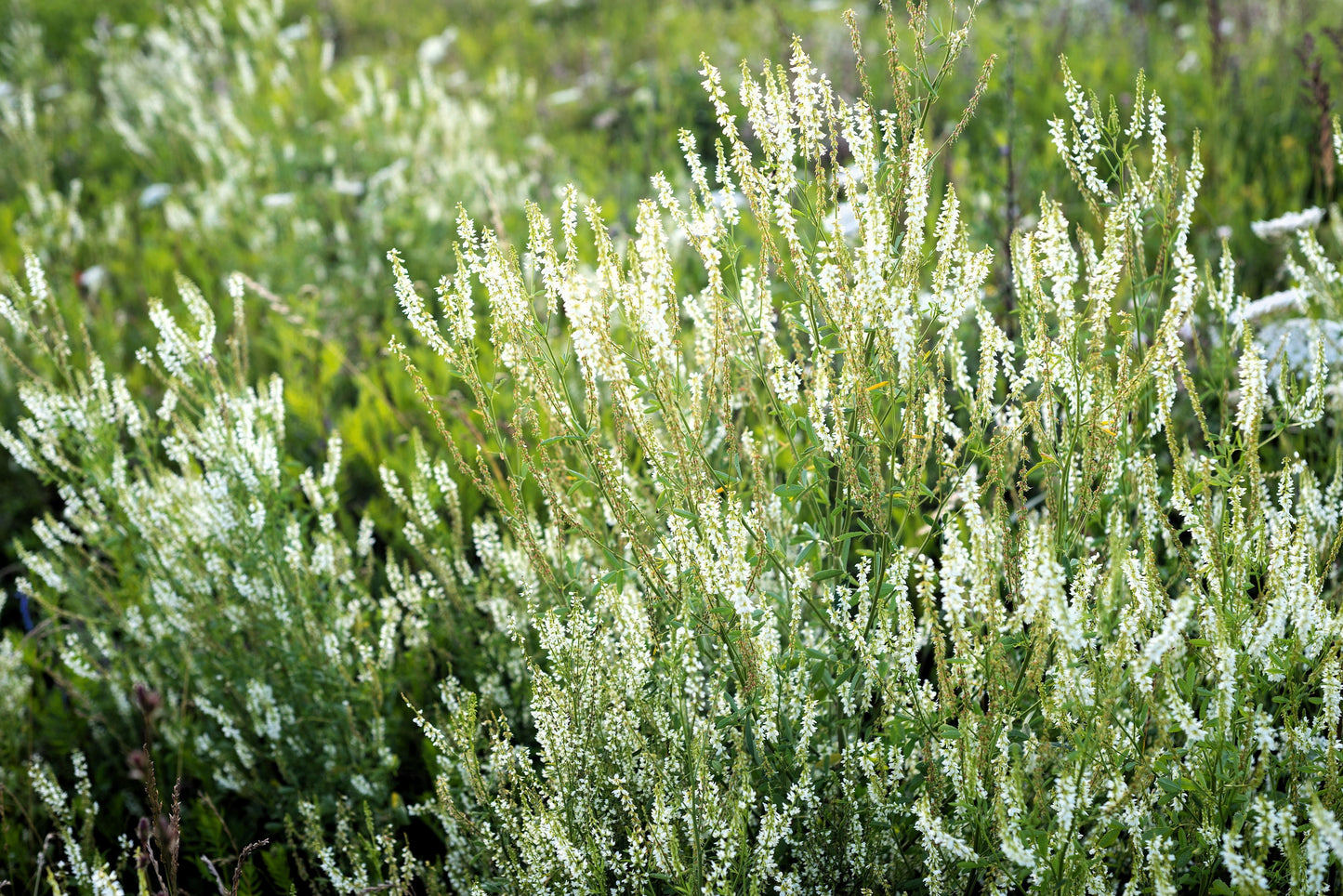 1500 WHITE Blossom SWEET CLOVER Melilotus Officinalis Alba Albus Sweetclover Honey Clover Flower Seeds