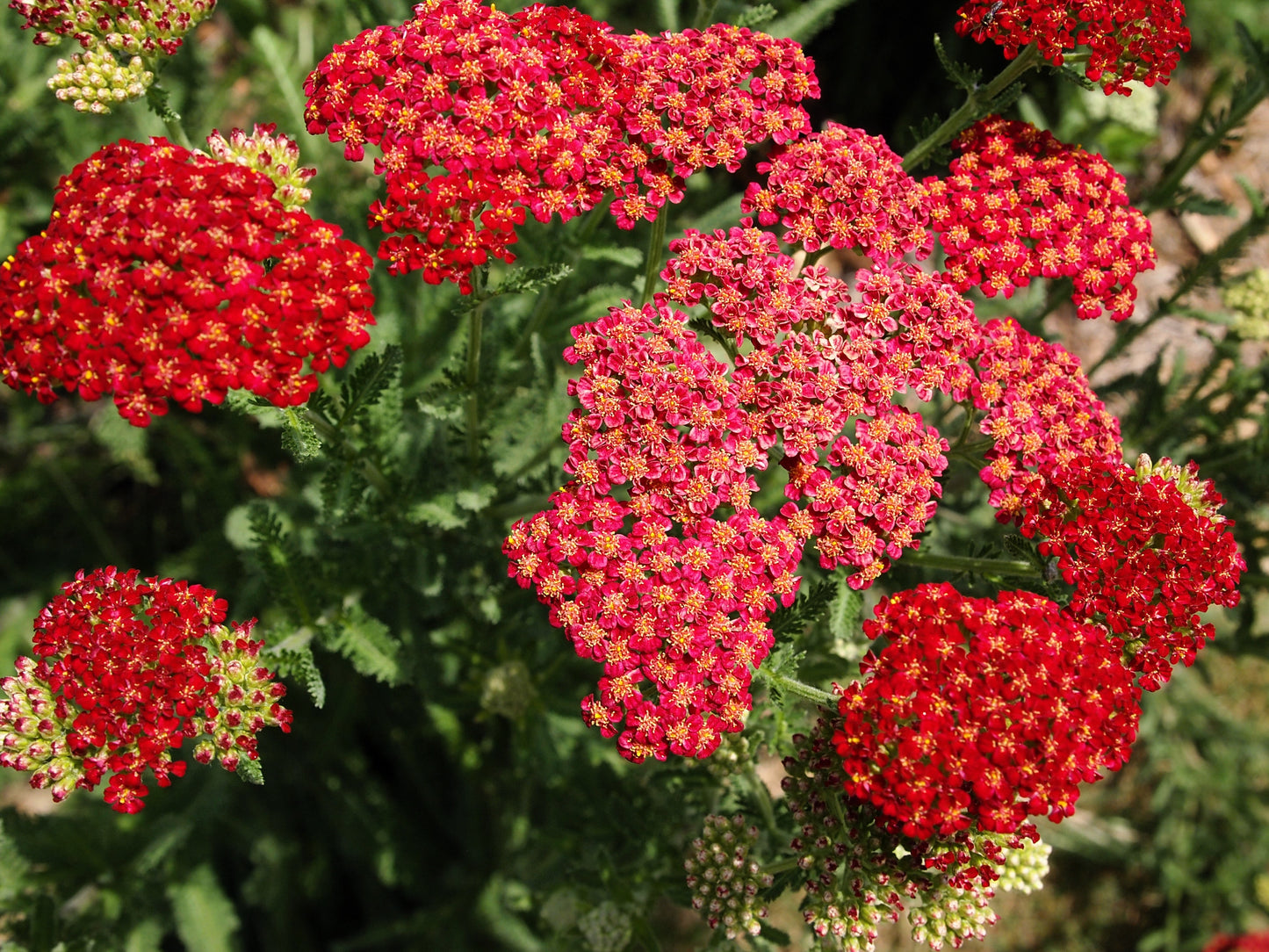 600 RED YARROW Achillea Millefolium Rubra Flower Seeds