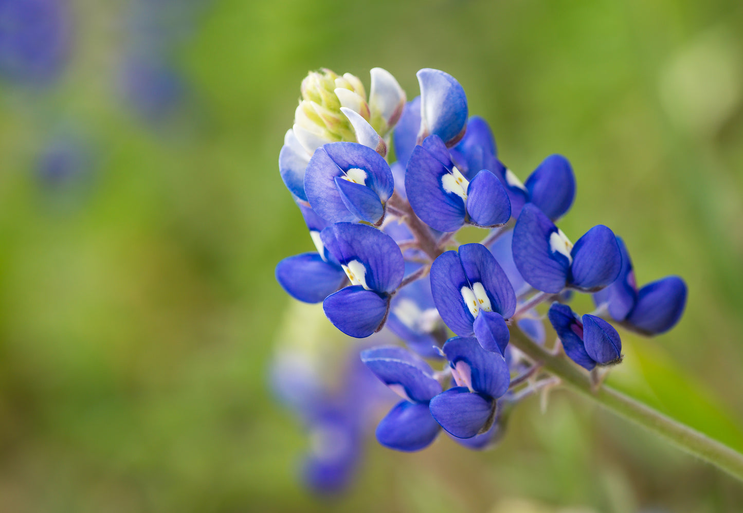 150 TEXAS BLUEBONNET LUPINE Lupinus Texensis Flower Seeds