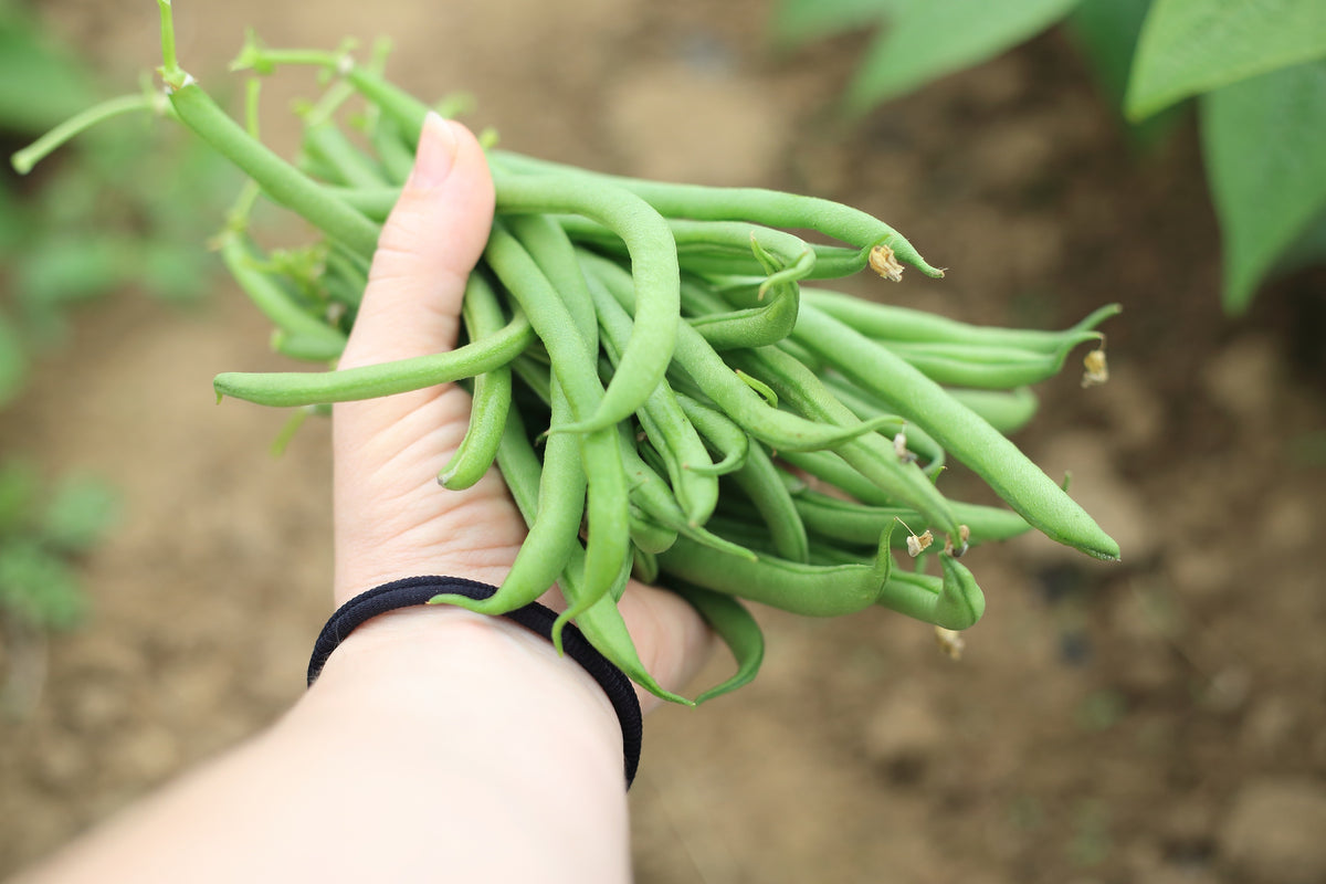 50 BURPEE STRINGLESS Green Pod BEAN French Phaseolus Vulgaris Vegetable Seeds