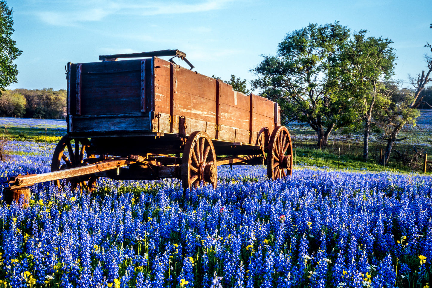 150 TEXAS BLUEBONNET LUPINE Lupinus Texensis Flower Seeds