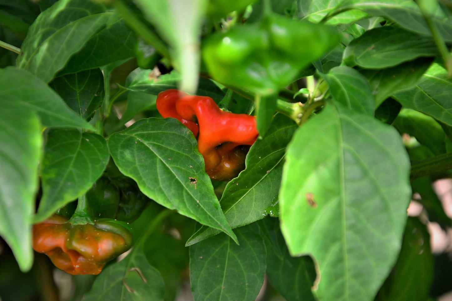 50 Ubatuba CAMBUCI PEPPER Red Brazilian Capsicum Baccatum Vegetable Seeds