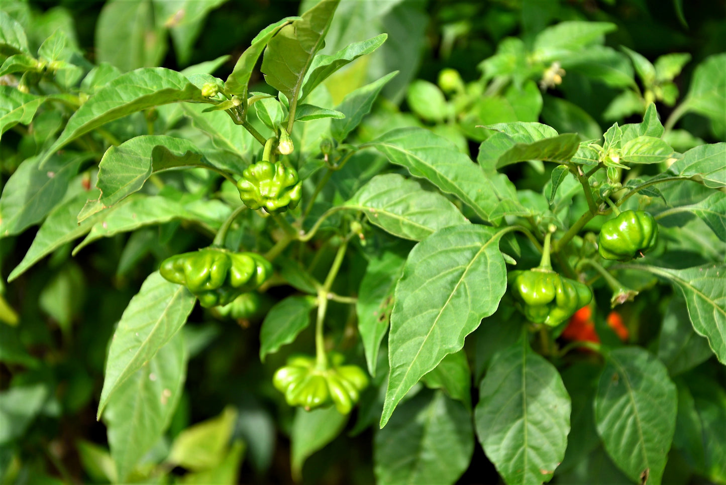 50 Ubatuba CAMBUCI PEPPER Red Brazilian Capsicum Baccatum Vegetable Seeds