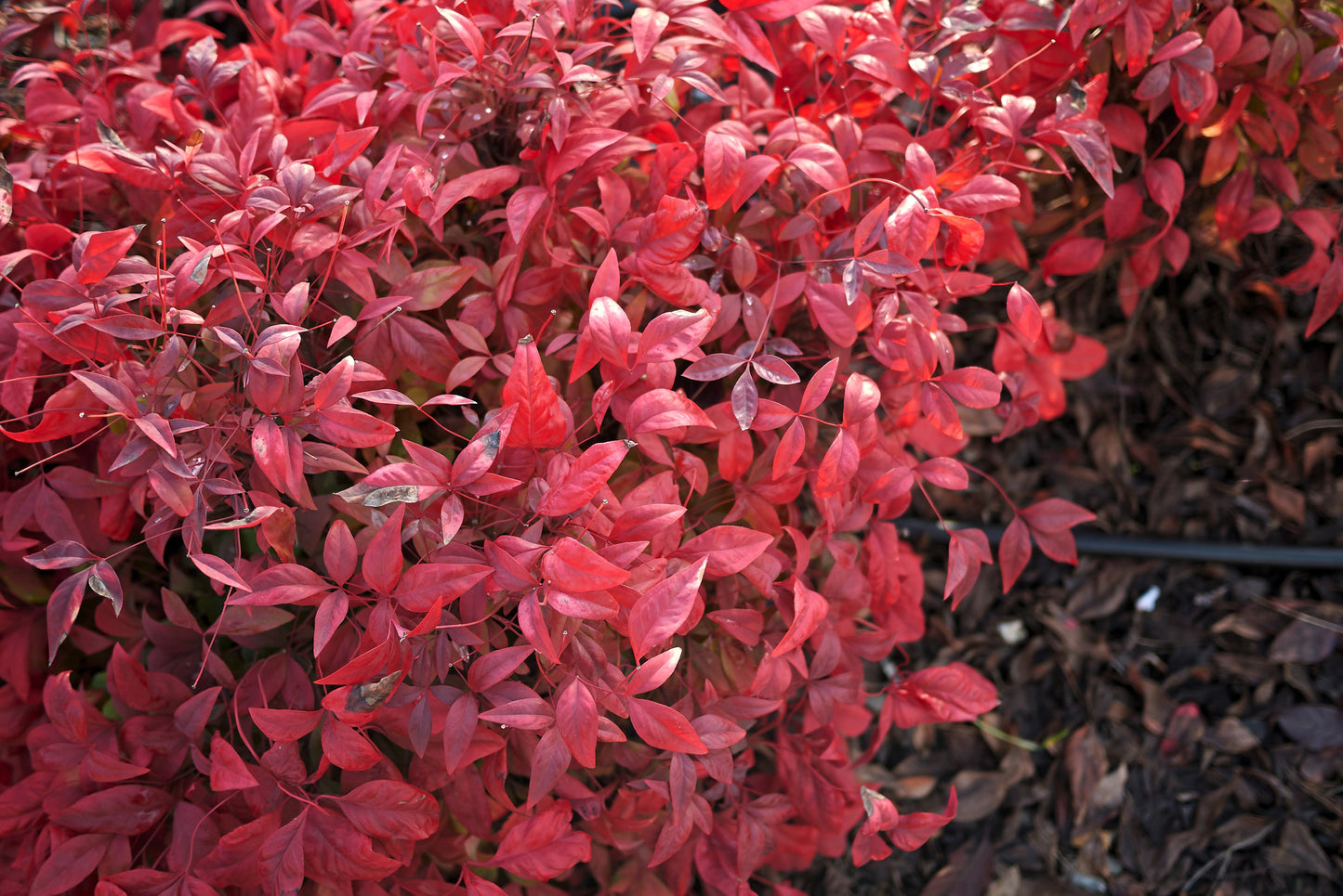 50 HEAVENLY BAMBOO Sacred Nandina Domestica Pink Red Sun Shade Shrub Seeds