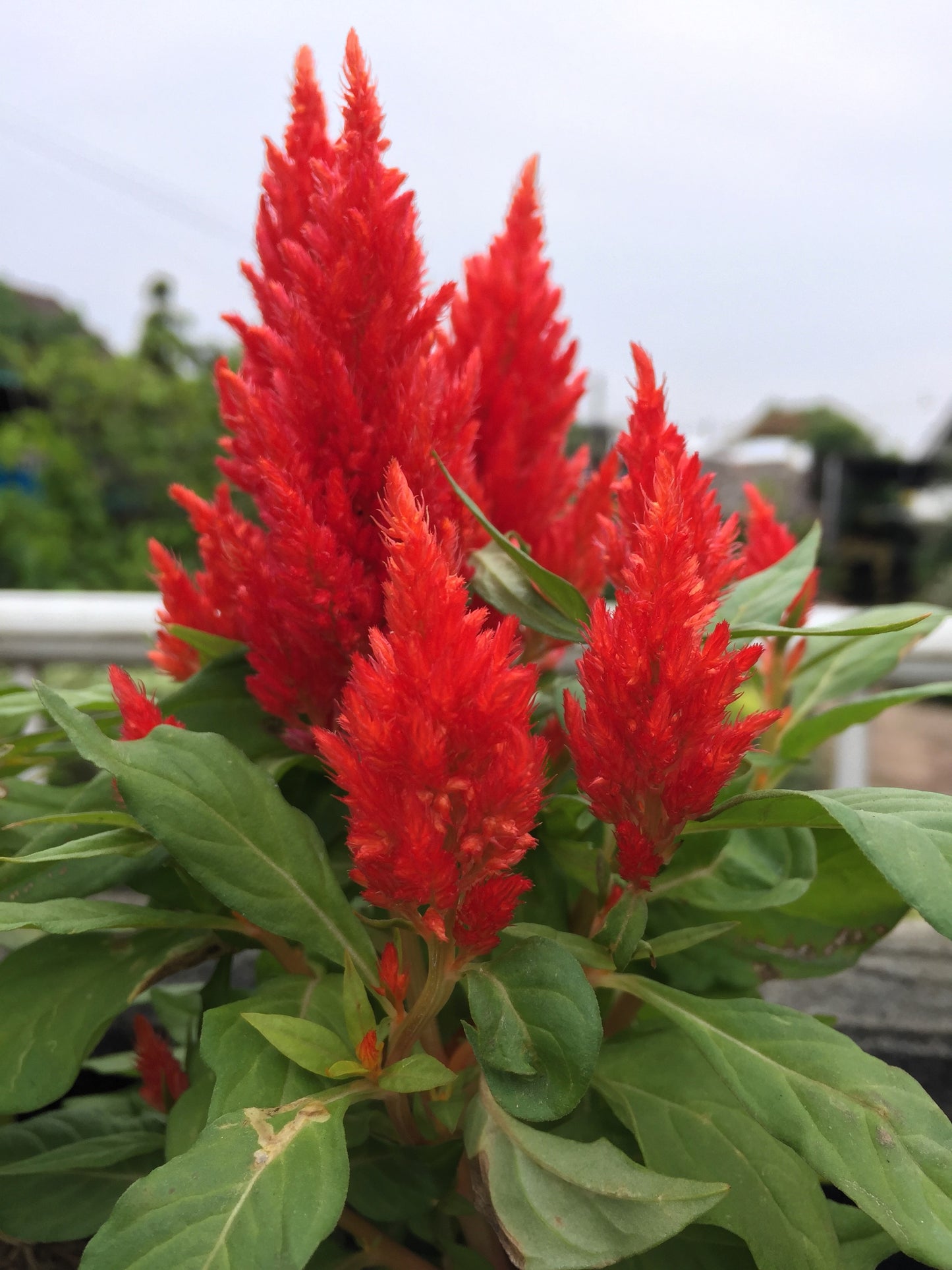 100 RED Forest Fire COCKSCOMB CELOSIA Plumosa Seeds