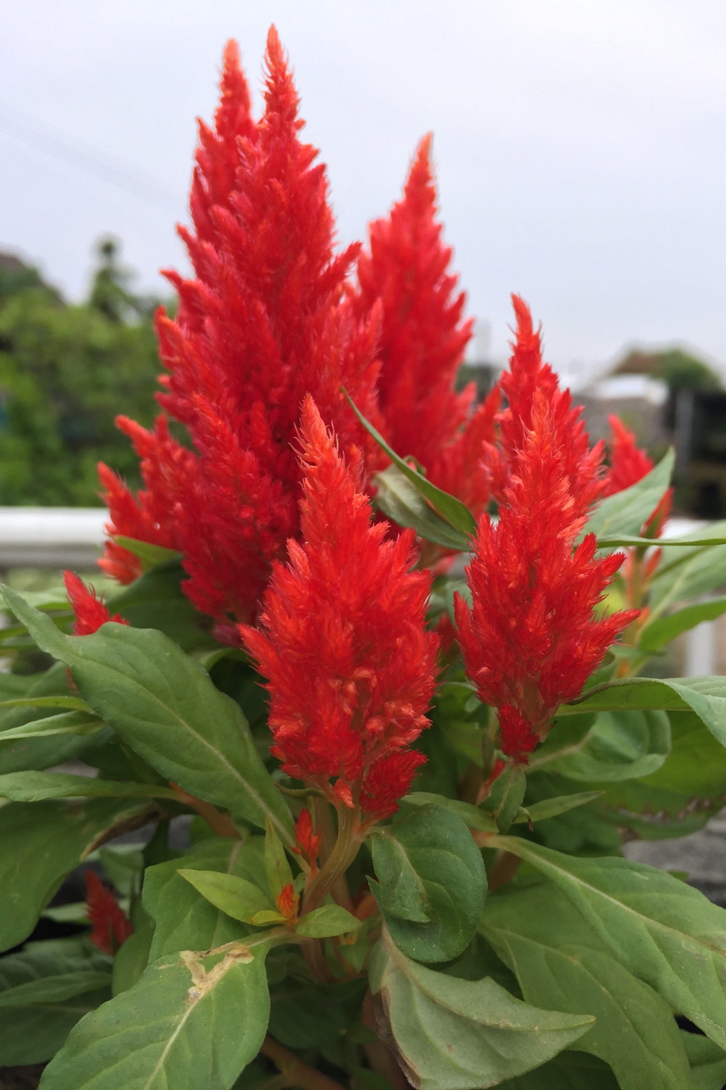 150 Mixed PAMPAS PLUMES COCKSCOMB Celosia Plumosa Flower Seeds