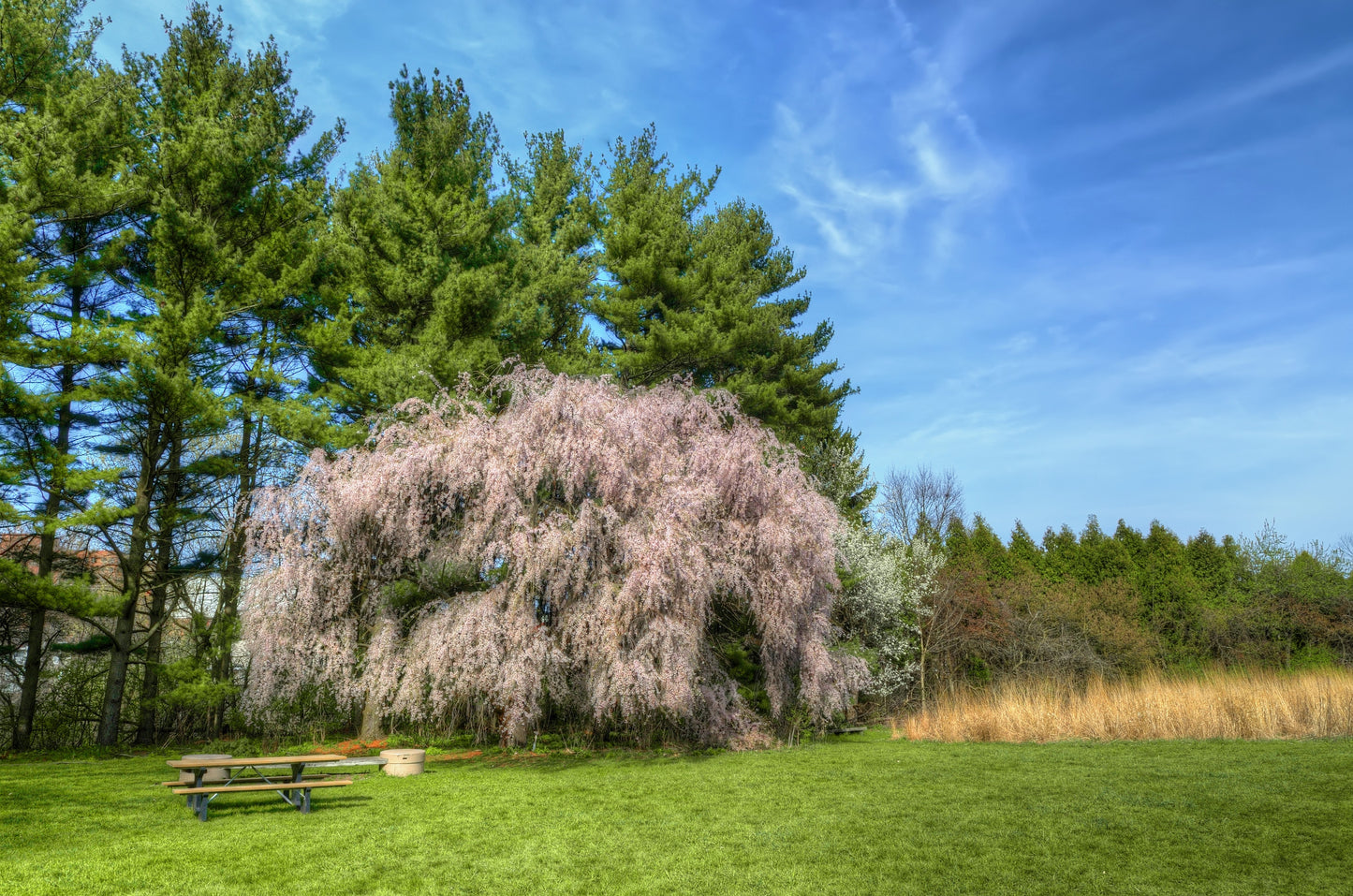 10 WEEPING HIGAN CHERRY Tree Japanese Prunus Subhirtella Pendula Pink Flower Seeds