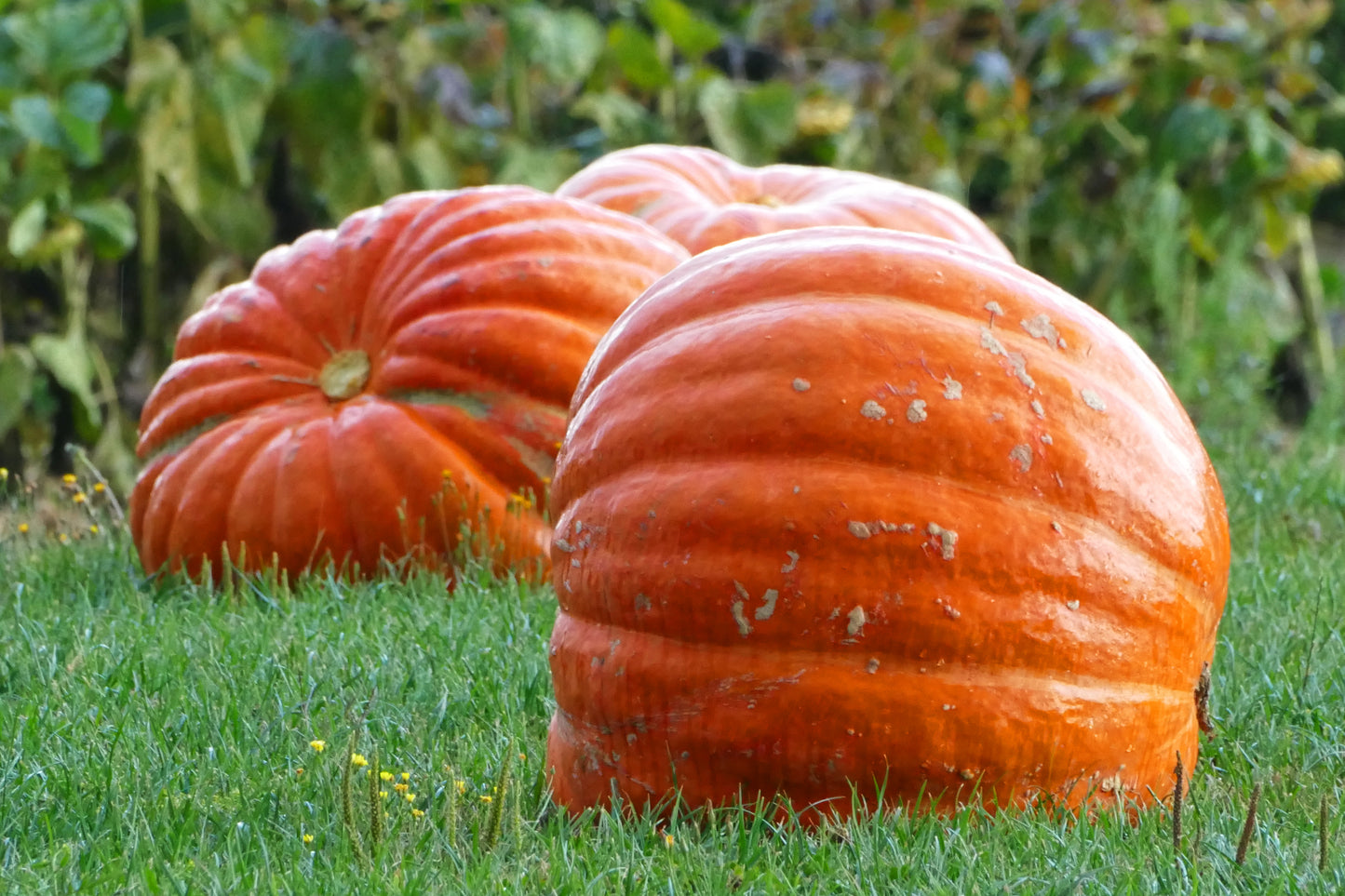 planting big max pumpkin seeds 25 BIG MAX PUMPKIN Cucurbita Maxima Vegetable Seeds (Grow 100 pound pu – Seedville USA