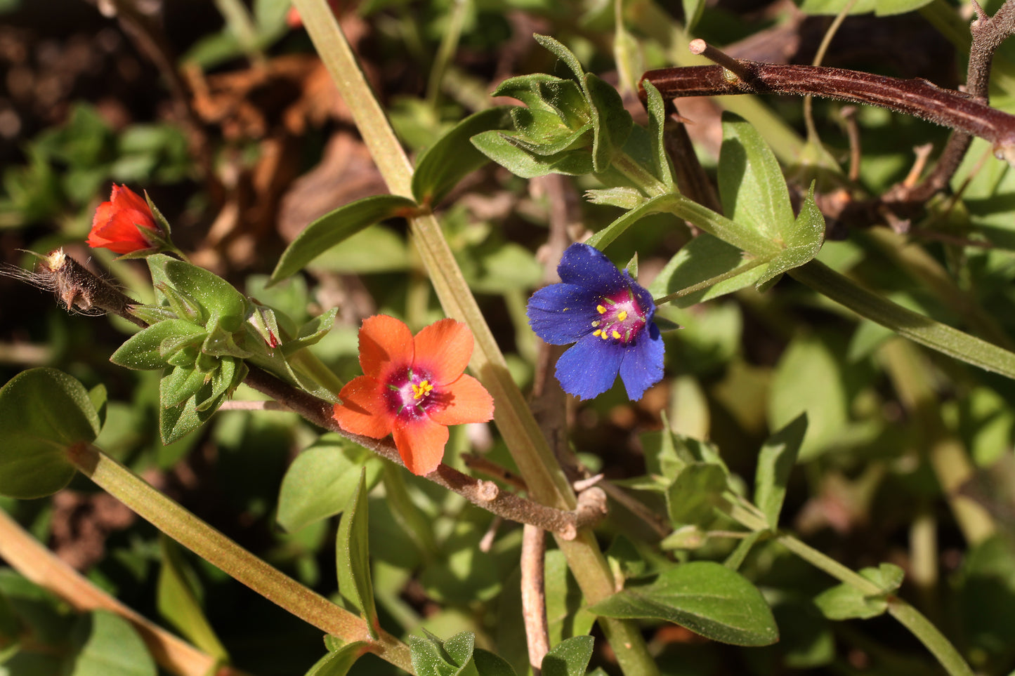 100 BLUE & SCARLET PIMPERNEL Anagallis Monellii Anagallis Arvensis Flower Seeds