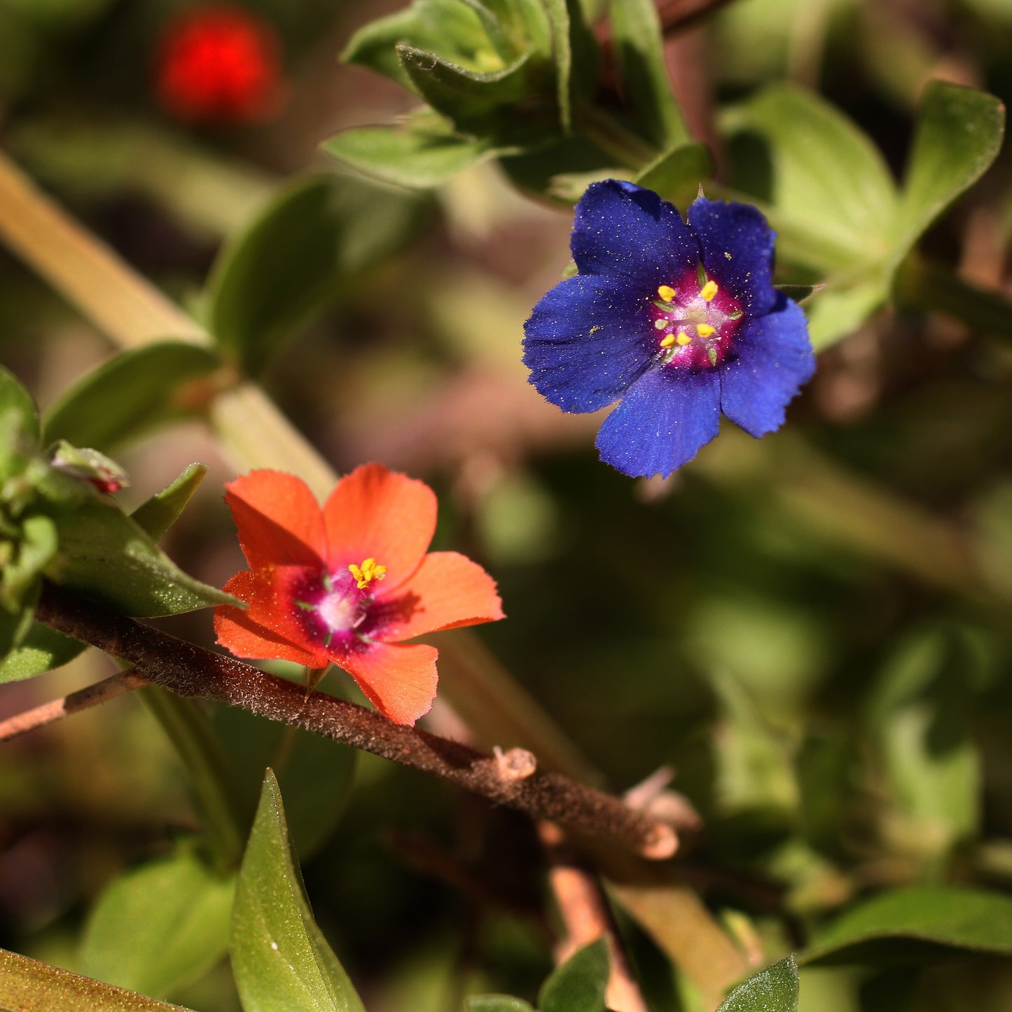 100 BLUE & SCARLET PIMPERNEL Anagallis Monellii Anagallis Arvensis Flower Seeds