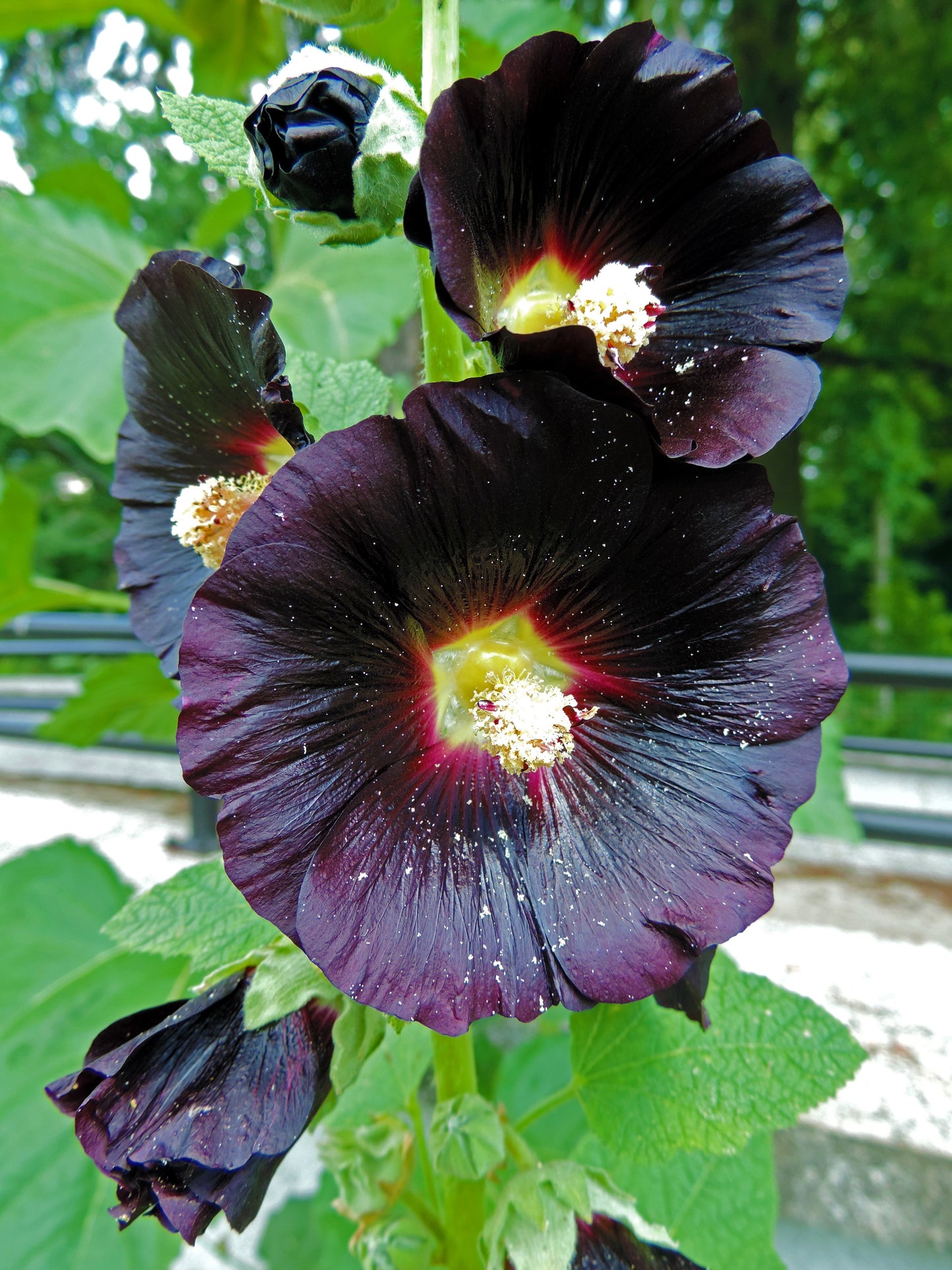 25 BLACK HOLLYHOCK Alcea Rosea Nigra Flower Seeds