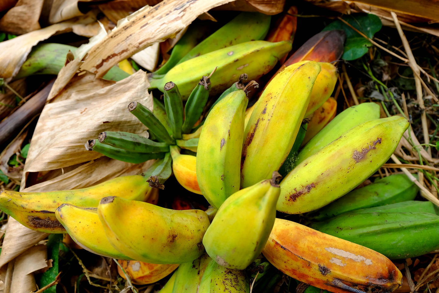 5 PLANTAIN BANANA Musa Balbisiana Hardy Red Flowering Sweet Wild Fruit Tree Seeds