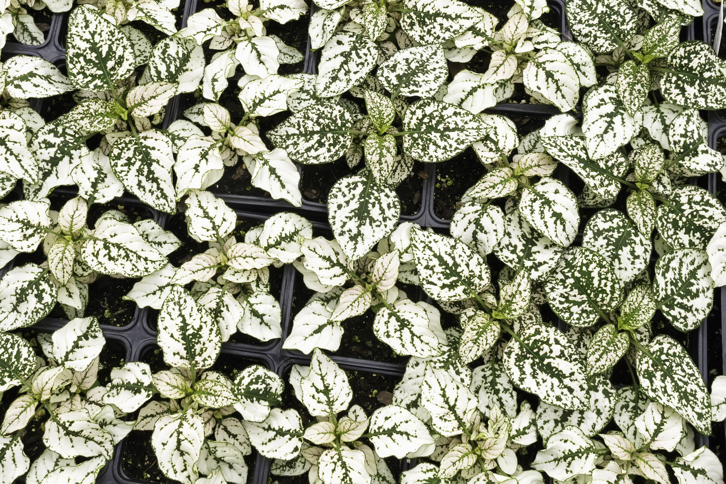 10 Dwarf WHITE POLKA DOT PLANT Splash Select Hypoestes Phyllostachya Flower Houseplant Seeds