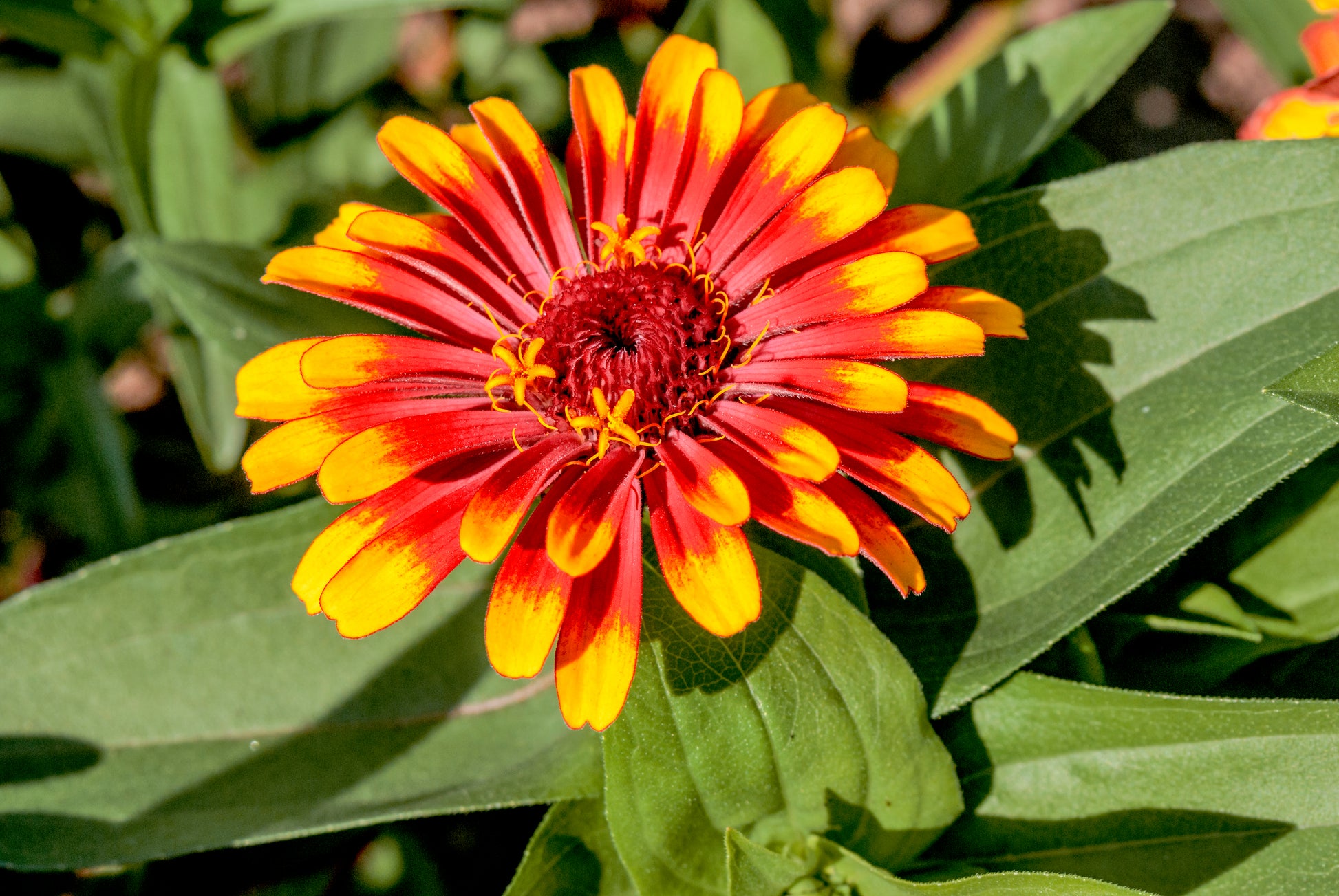 hybrid zinnia flower seeds 75 Mixed Colors PERSIAN CARPET ZINNIA Zinnia Haageana Flower Seeds
