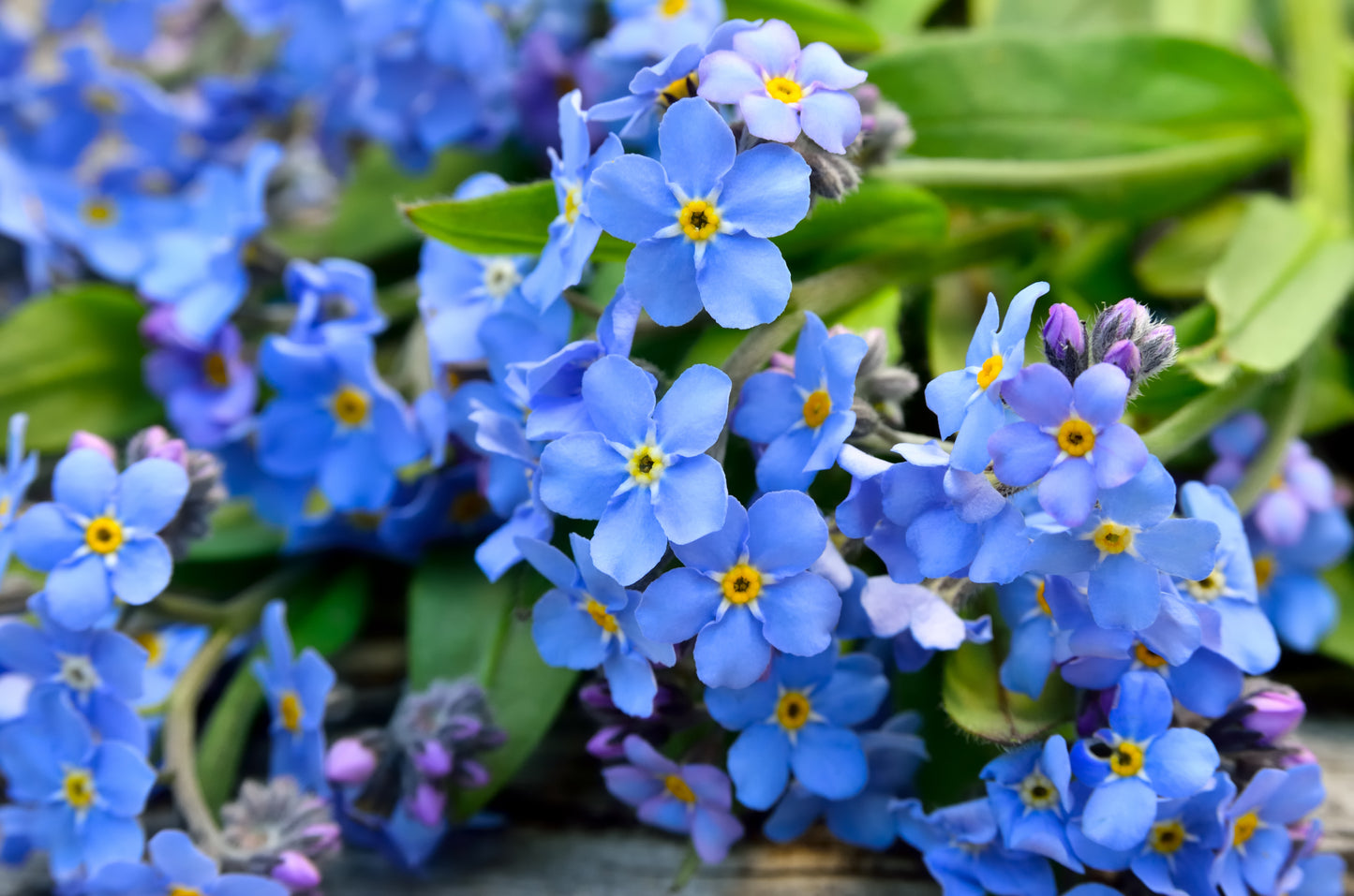 500 Blue FORGET ME NOT Myosotis Sylvatica Shade or Sun Perennial Flower Seeds