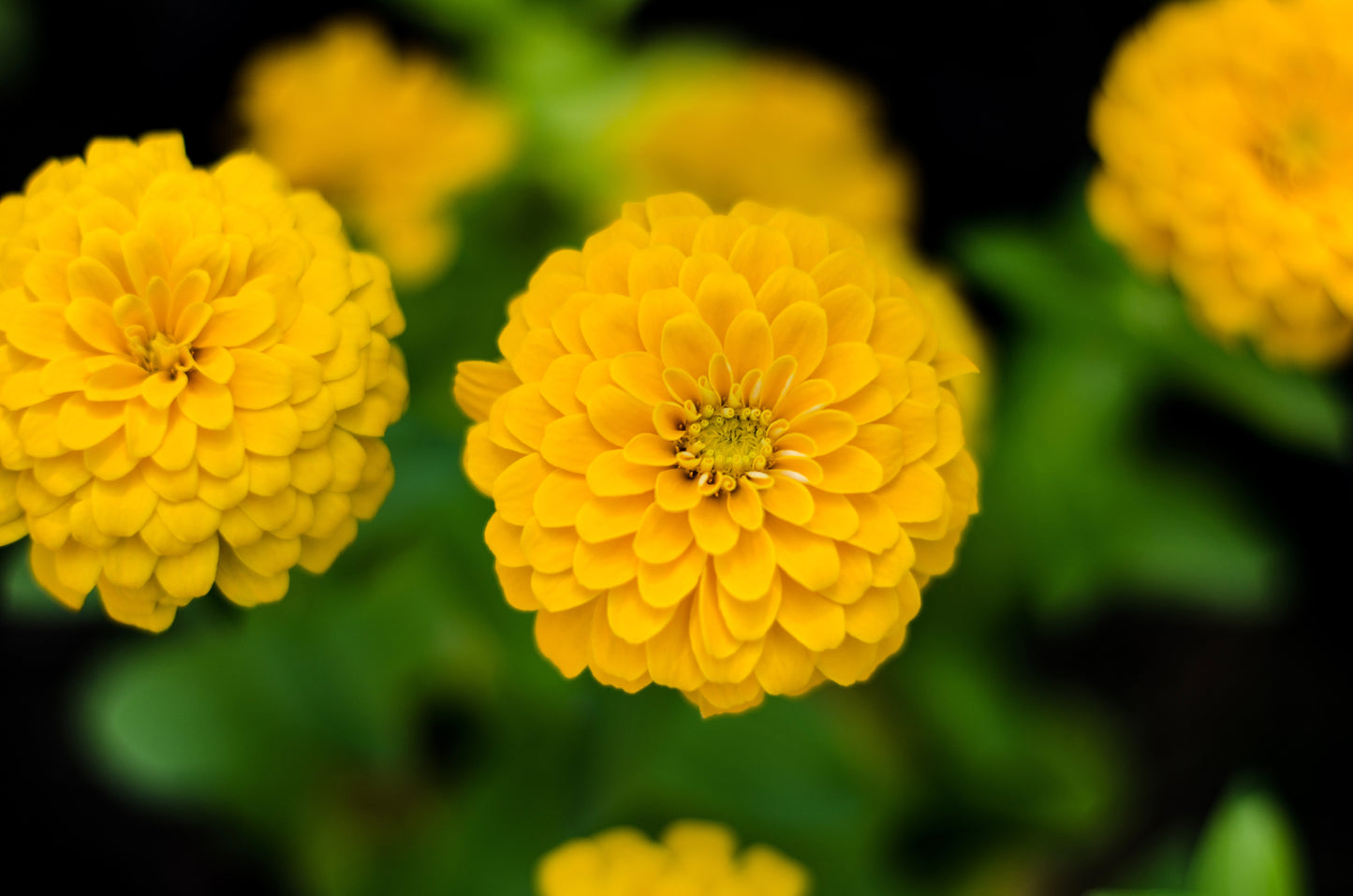 250 Yellow CANARY BIRD ZINNIA Elegans Flower Seeds