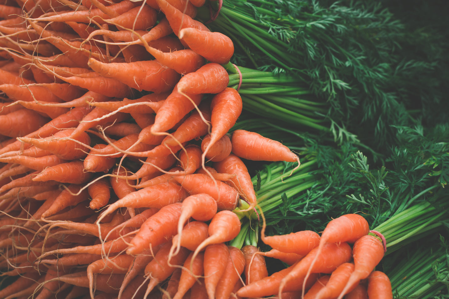 1500 LITTLE FINGERS CARROT Daucus Carota Vegetable Seeds