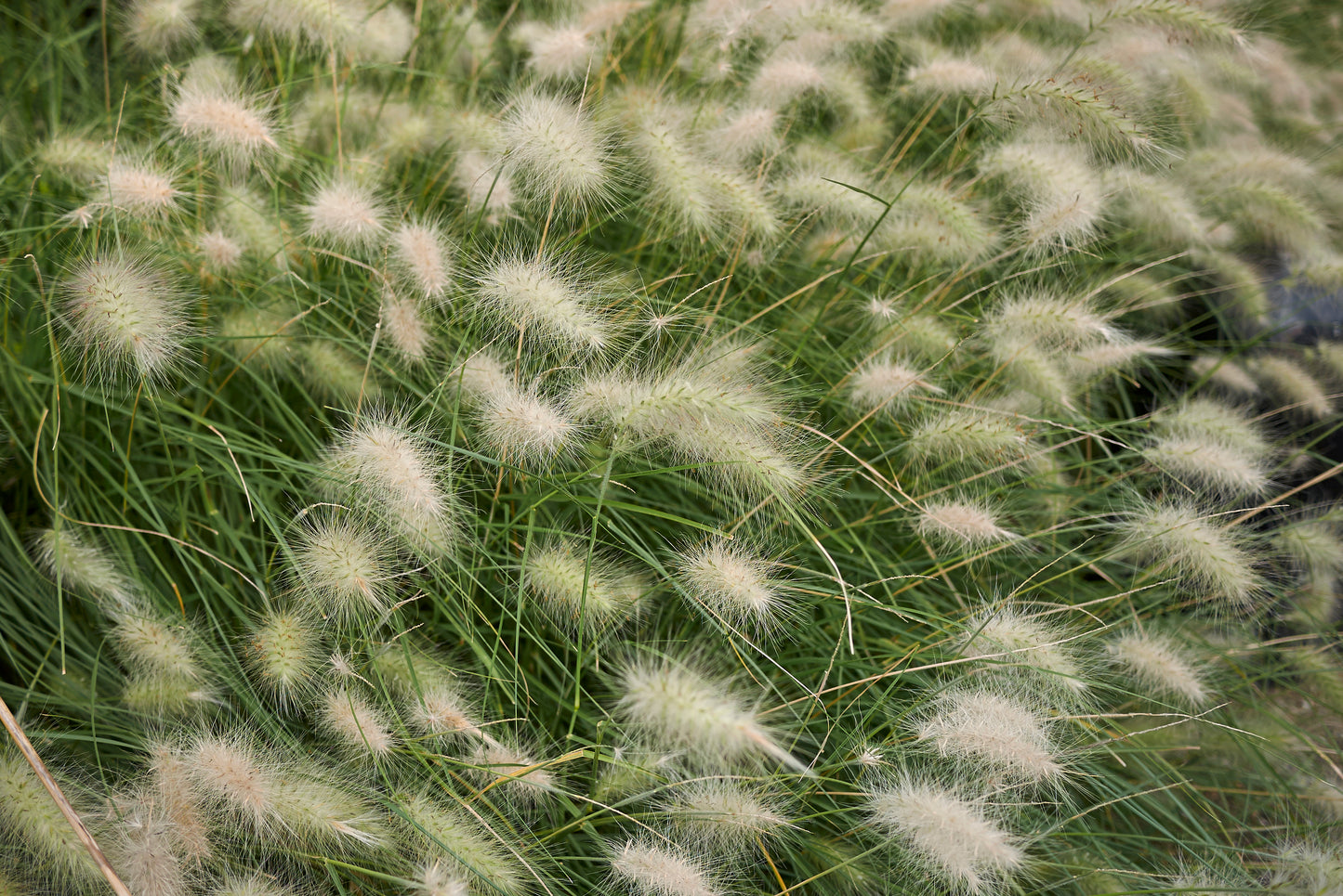 30 WHITE FOUNTAIN GRASS Pennisetum Villosum Ornamental Flower Seeds