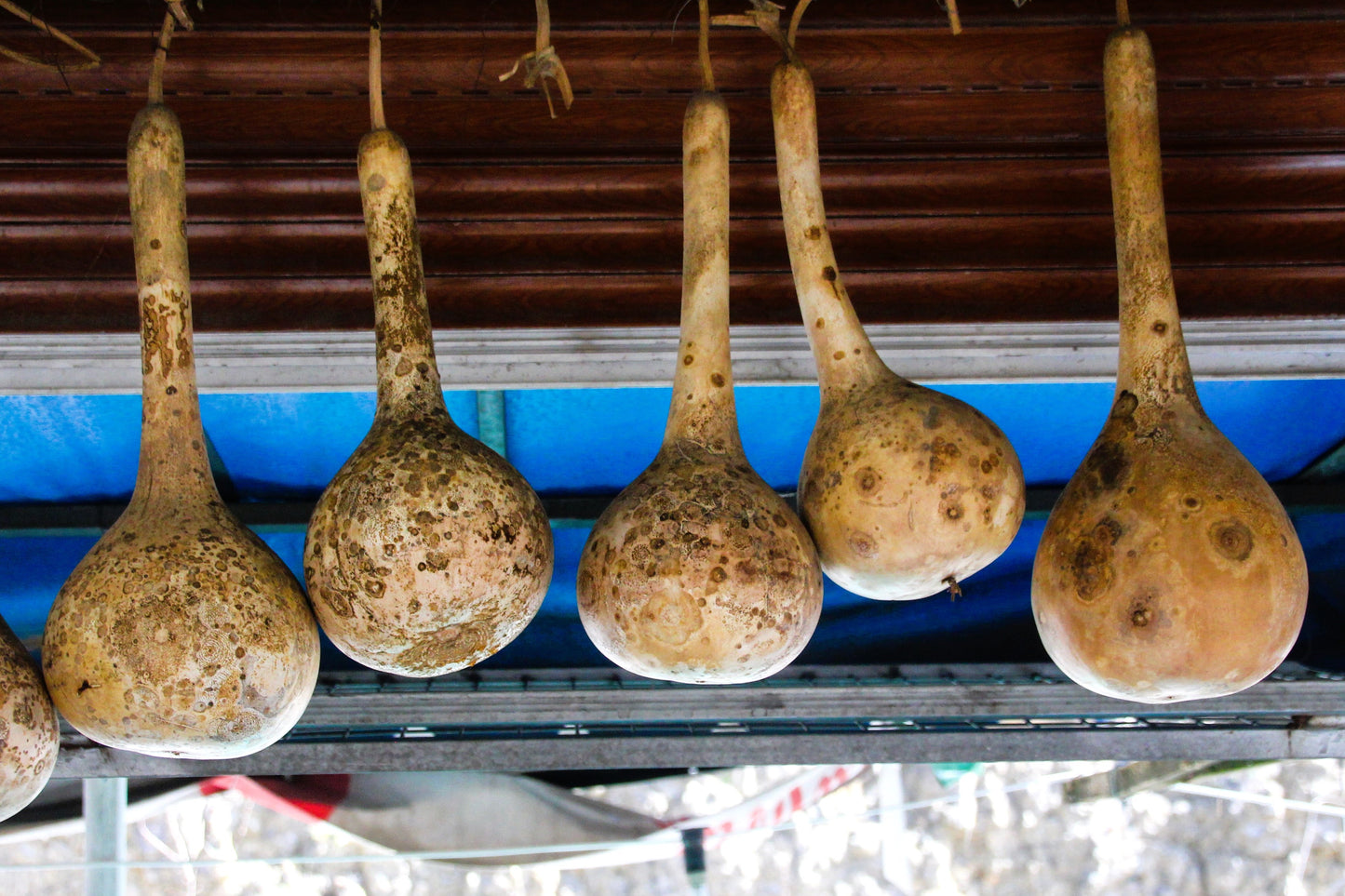 30 DIPPER GOURD Siphon Gourd Green Lagenaria Siceraria Vegetable Seeds